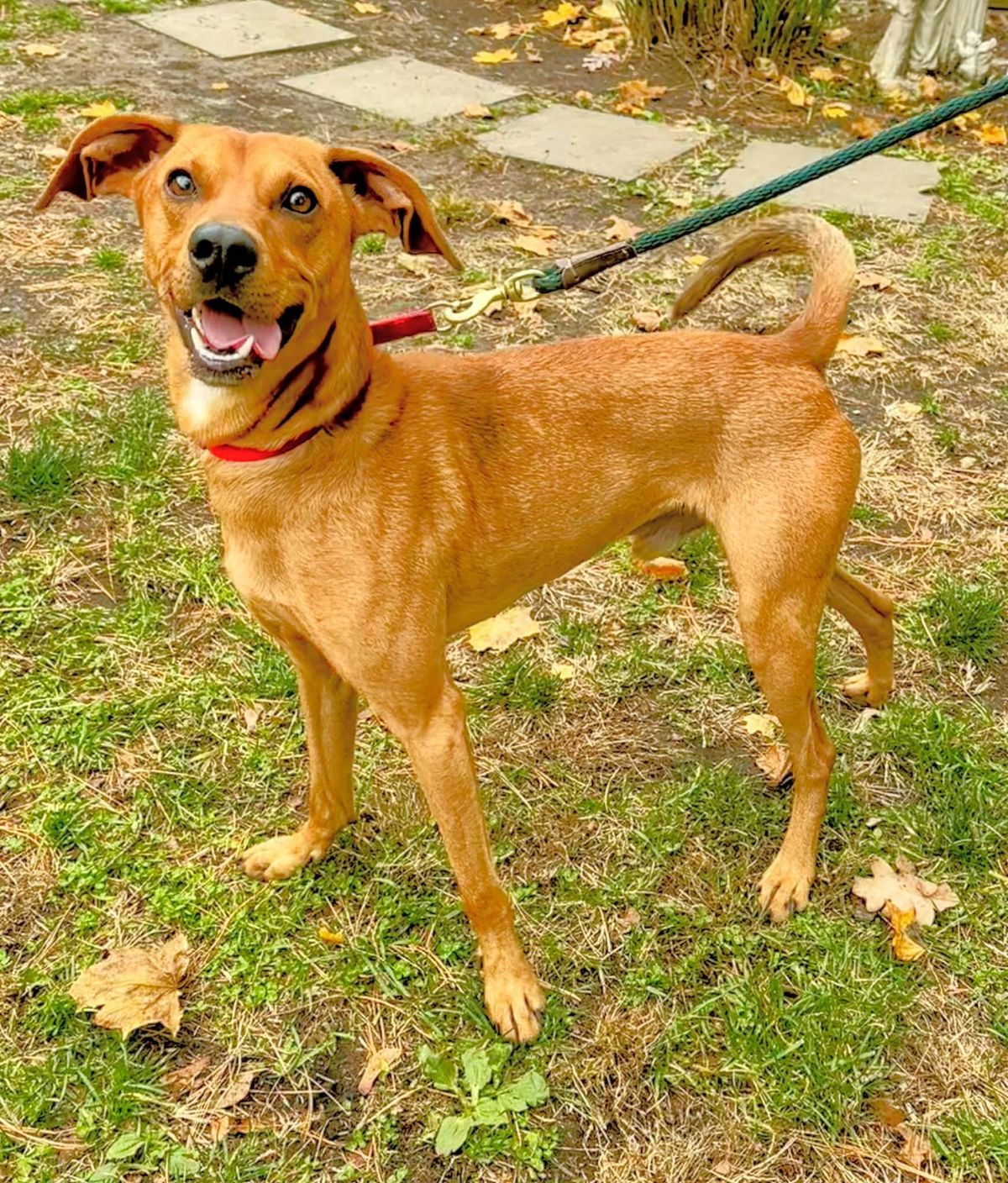 Adoption Spotlight: Ted