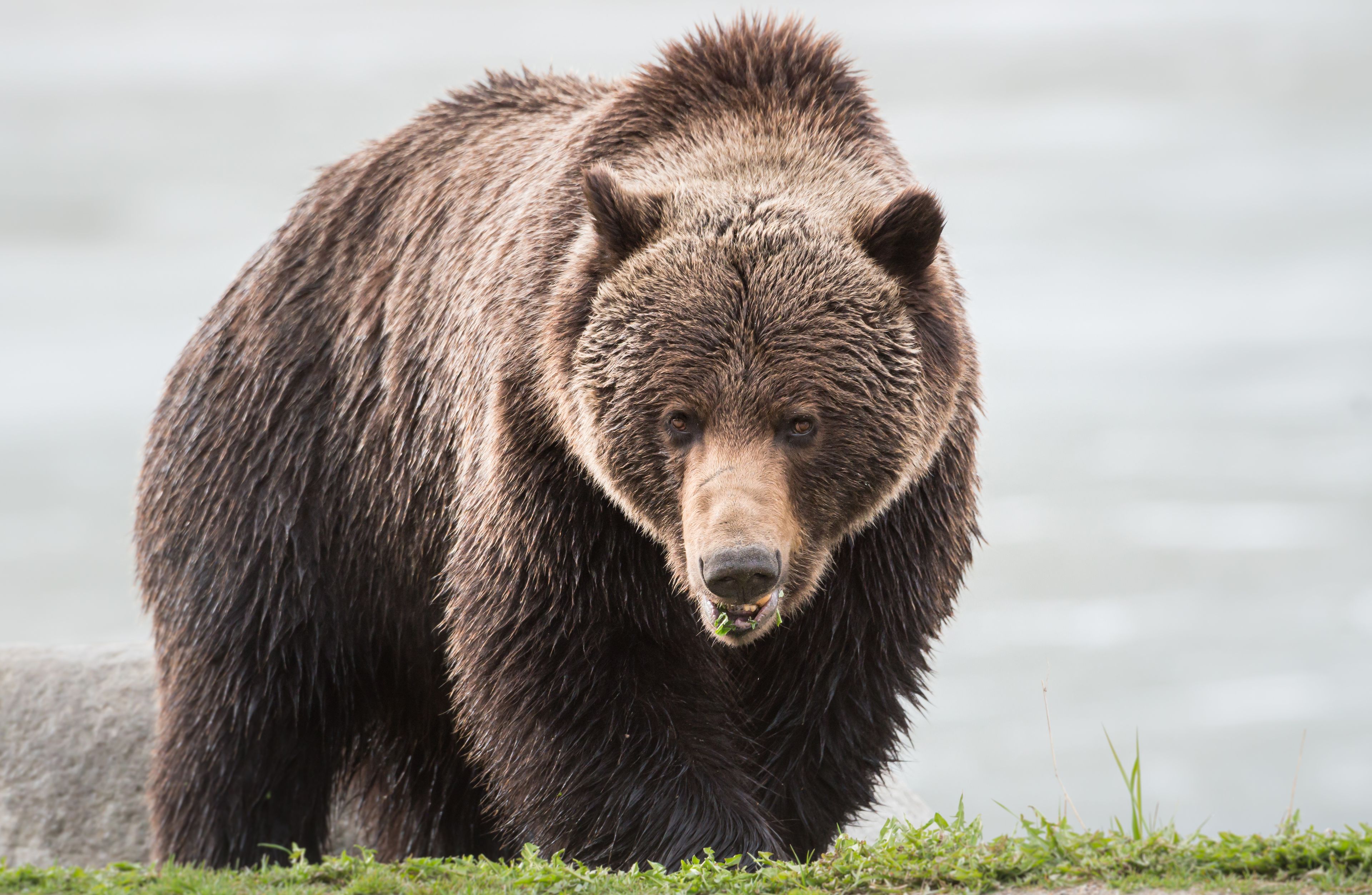 Feds launch effort to update grizzly bear recovery plan in Idaho