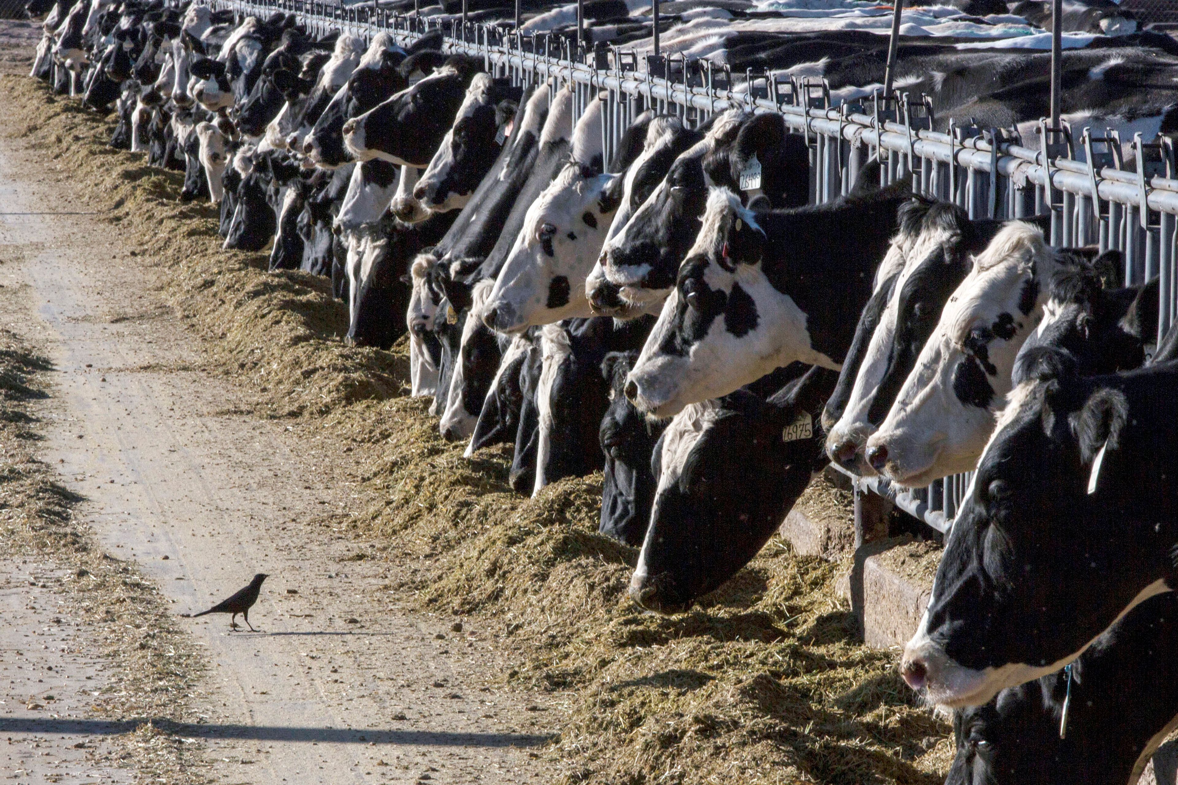 Another Michigan dairy worker has bird flu, the third US case this yea...