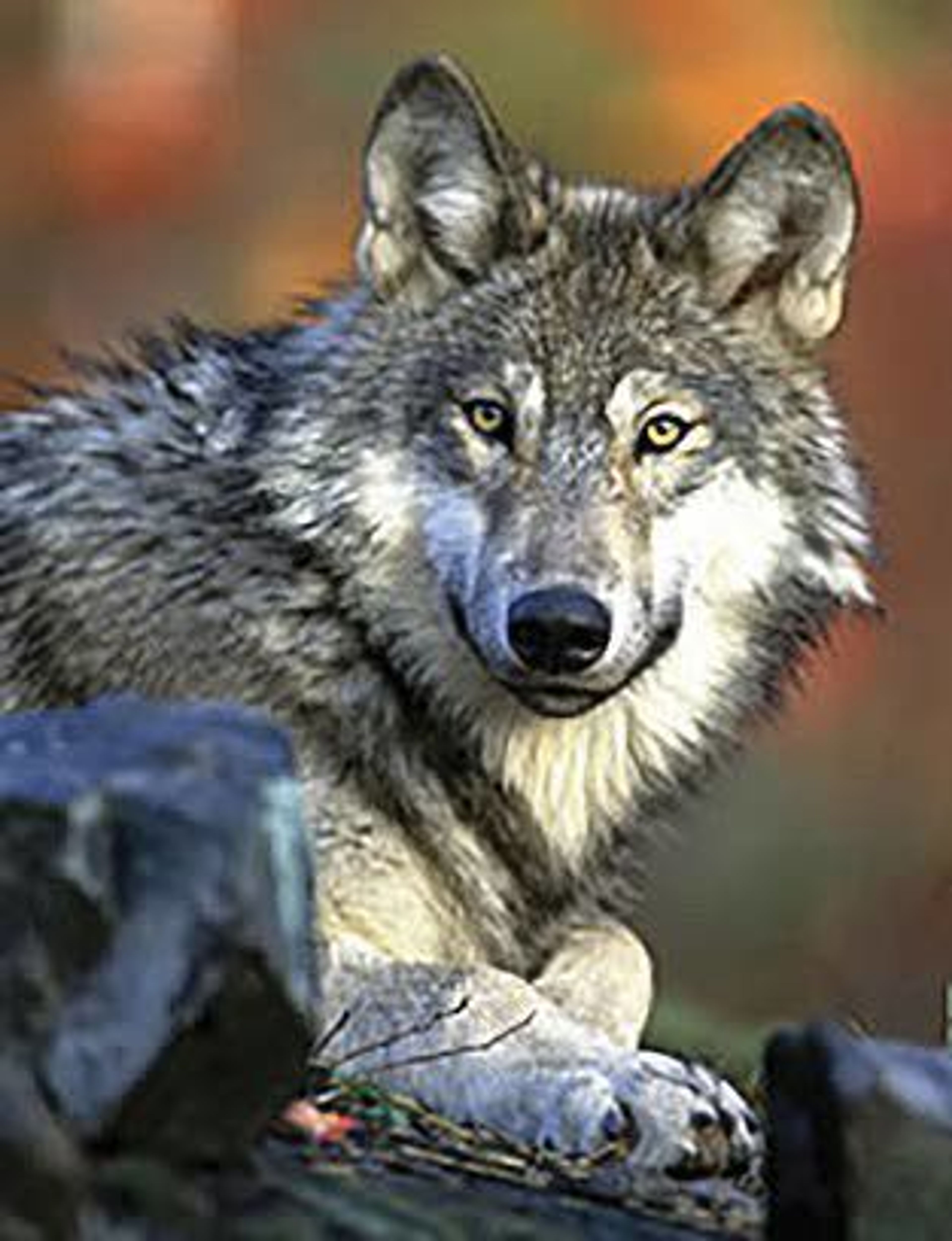 A gray wolf rests in this undated handout photo provided by the U.S. Fish and Wildlife Service. A wolf (not the one pictured) was killed in Asotin County on Monday night while in the midst of attacking livestock.