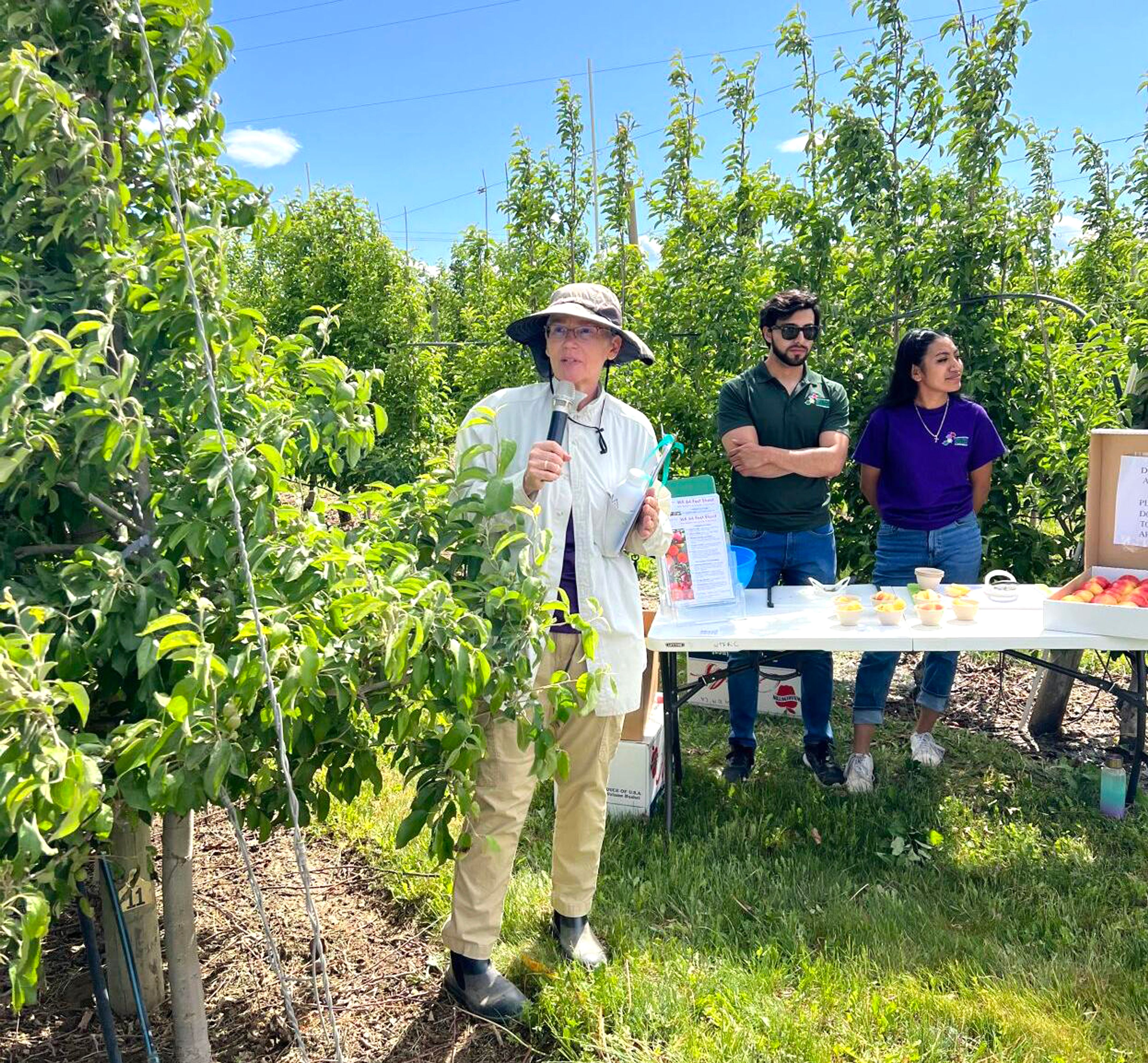 Professor Kate Evans from the Washington State University Tree Fruit Research and Extension Center talks to interested growers on May 24 about the new WA 64 apple variety at an orchard in Quincy, Wash., owned by Stemilt Growers.