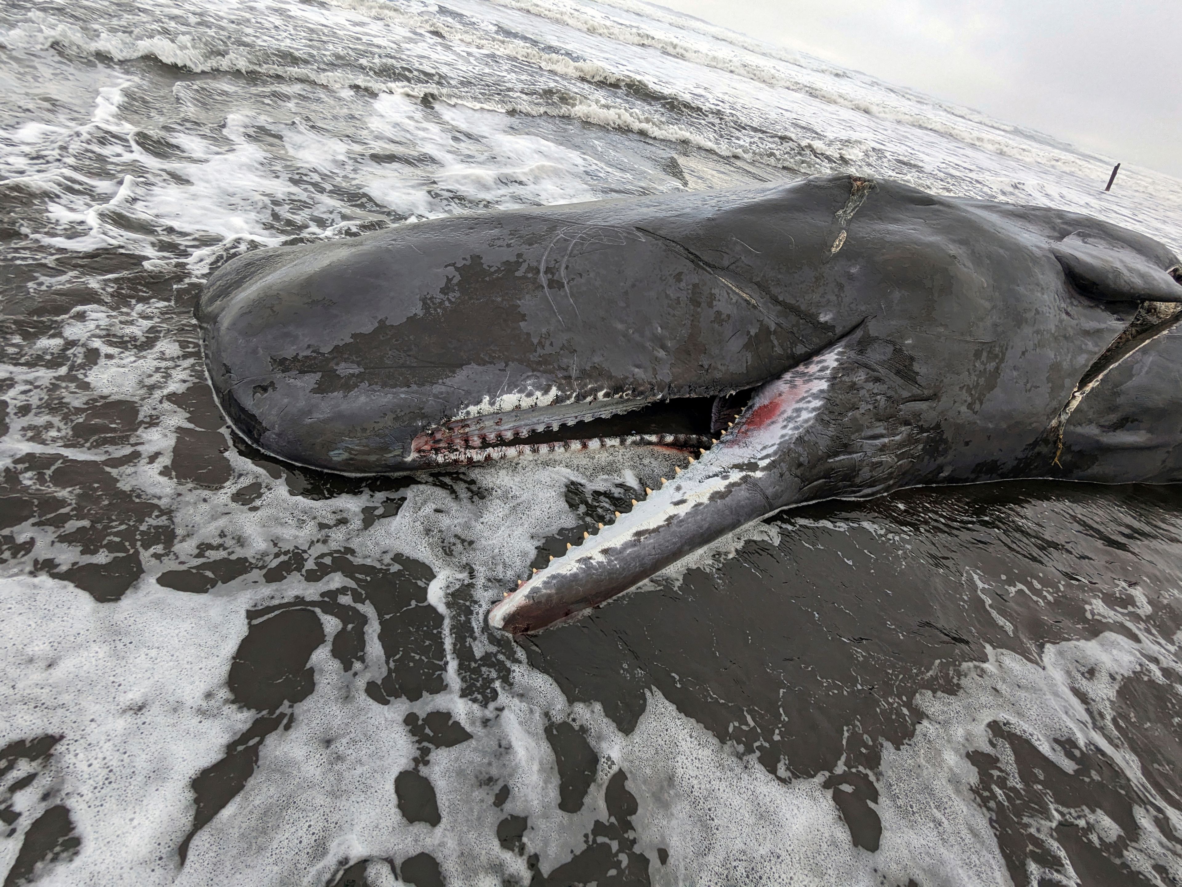 In this photo provided by Oregon State Parks, a dead sperm whale is seen washed up on the Oregon coast near Fort Stevens State Park in Clatsop County, Oregon on Sunday, Jan. 15, 2023. A necropsy performed by the federal NOAA Fisheries agency found the cause of death was a ship strike.(Oregon State Parks via AP)