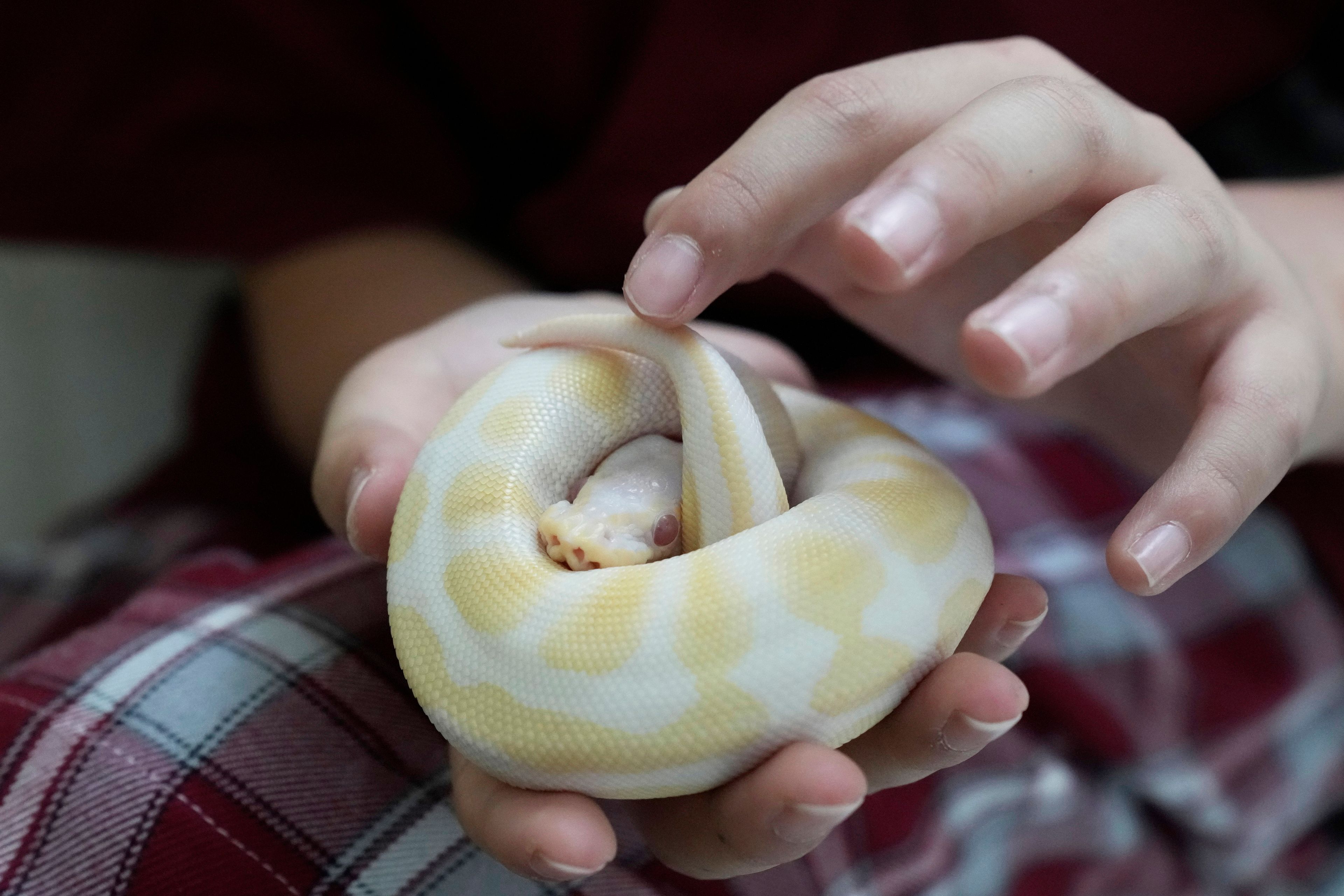 Rodney Feng plays with his pet, an albino ball python called Banana, in Chiang Mai province, Thailand, Tuesday, April 23, 2024.