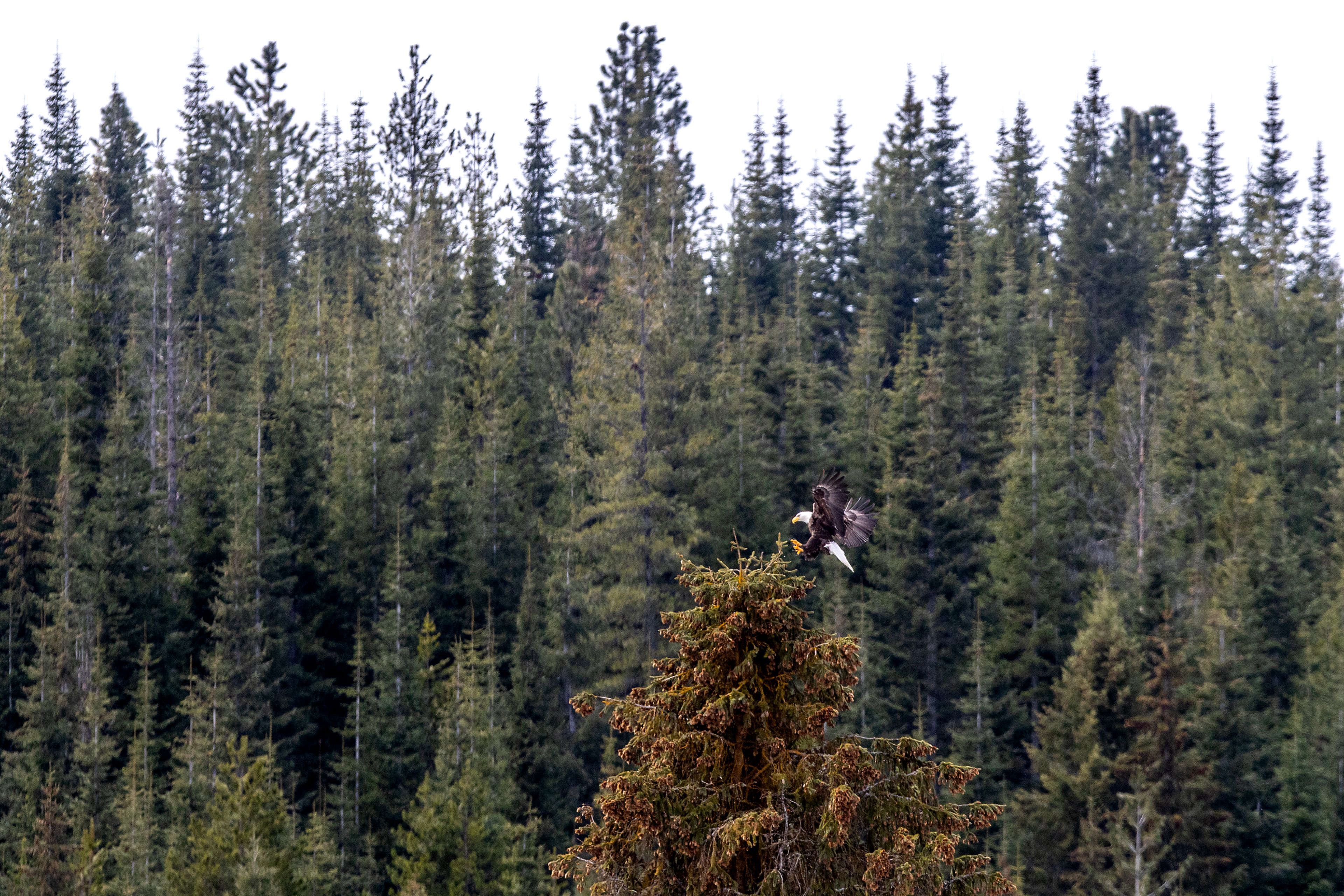 An eagle touches down on the top of a tree overlooking Musselshell Meadows Wednesday, April 26, past Weippe.