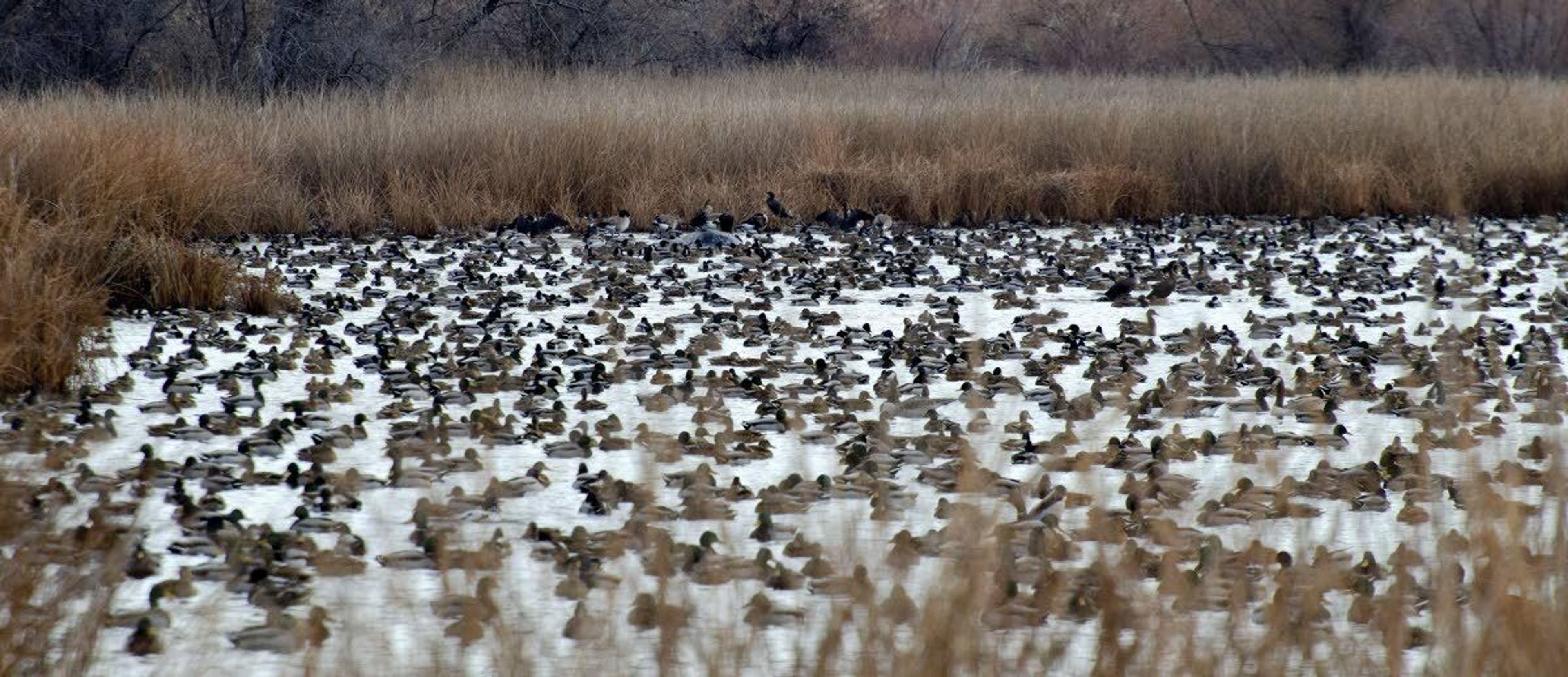 A pond in southern Idaho teems with mallards. The 1937 Pittman-Robertson Act has helped states recover several species of wildlife, including ducks, geese, deer and elk.