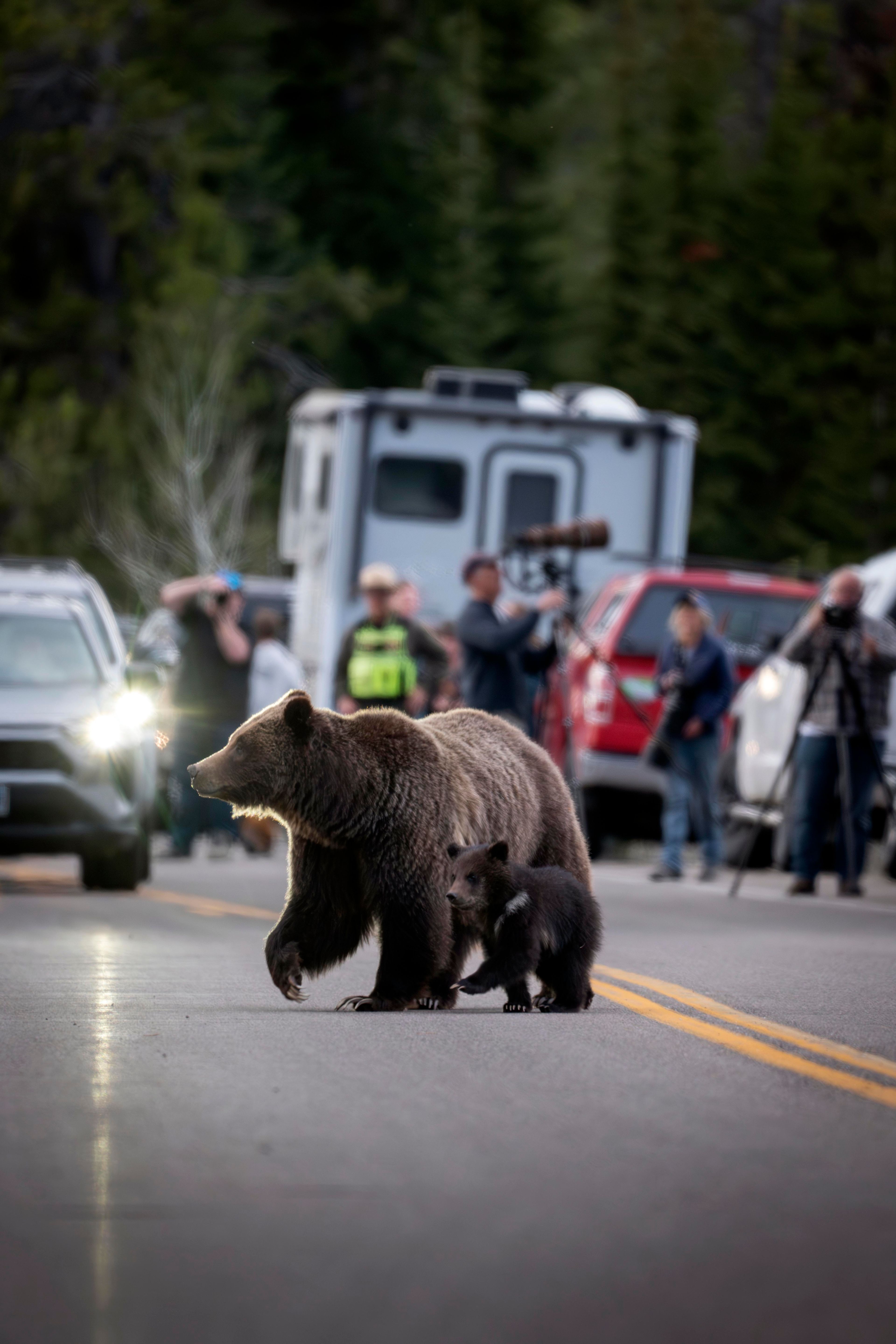 Grand Teton grizzly bear that delighted visitors for decades killed by vehicle in Wyoming