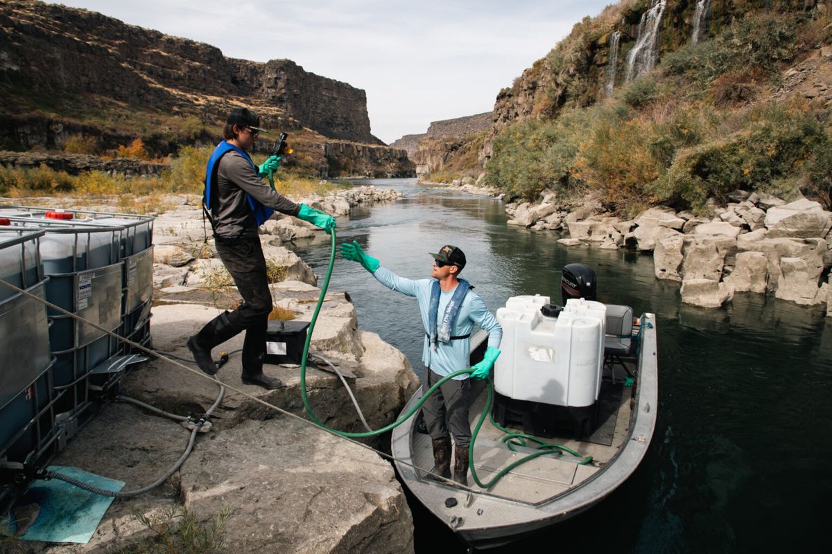 Quagga mussels detected again in Idaho, but numbers are down...