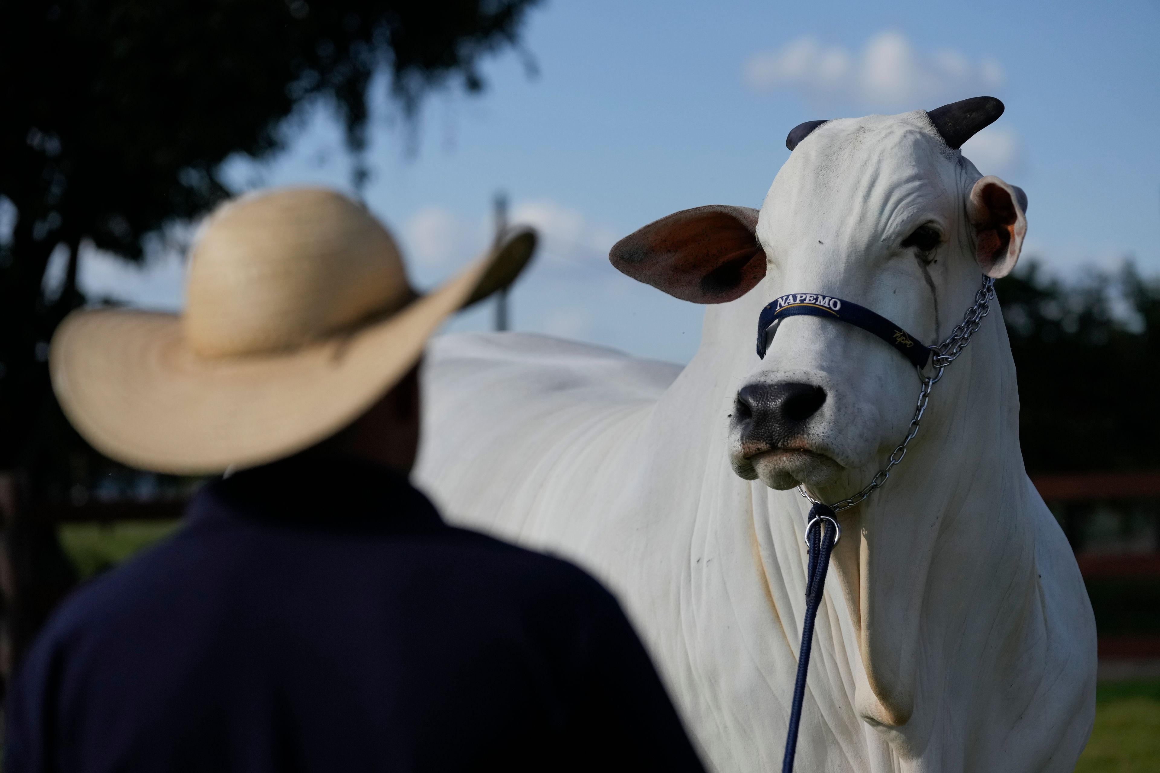 A stockman watches over the Nelore cow known as Viatina-19 at a farm in Uberaba, Minas Gerais state, Brazil, Friday, April 26, 2024Viatina-19 is the product of years of efforts to raise meatier cows, and is the most expensive cow ever sold at auction, according to Guinness World Records.