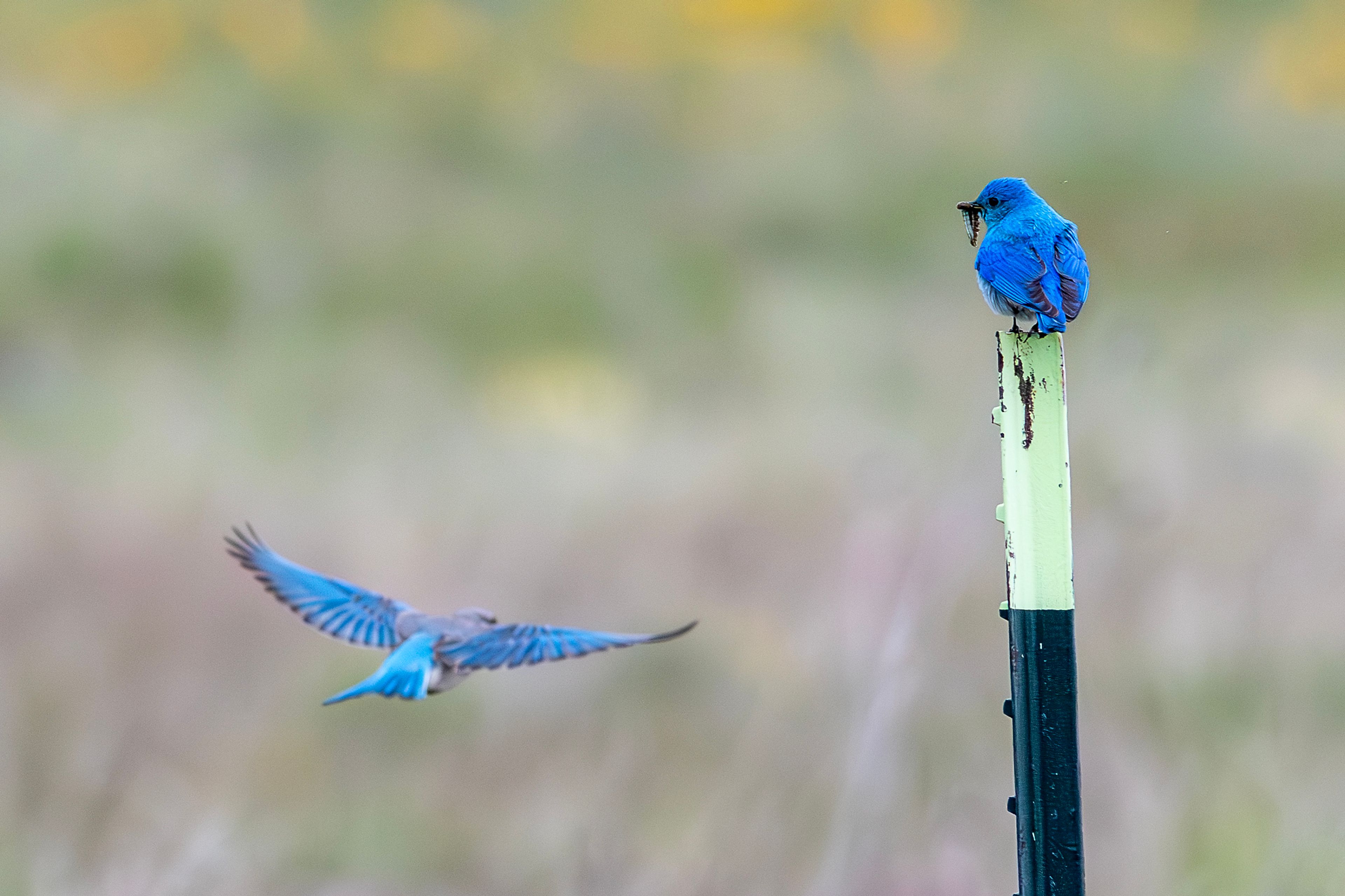 A bluebird sits on a post holding a grub as a female blue flies past Wednesday south of Cloverland.