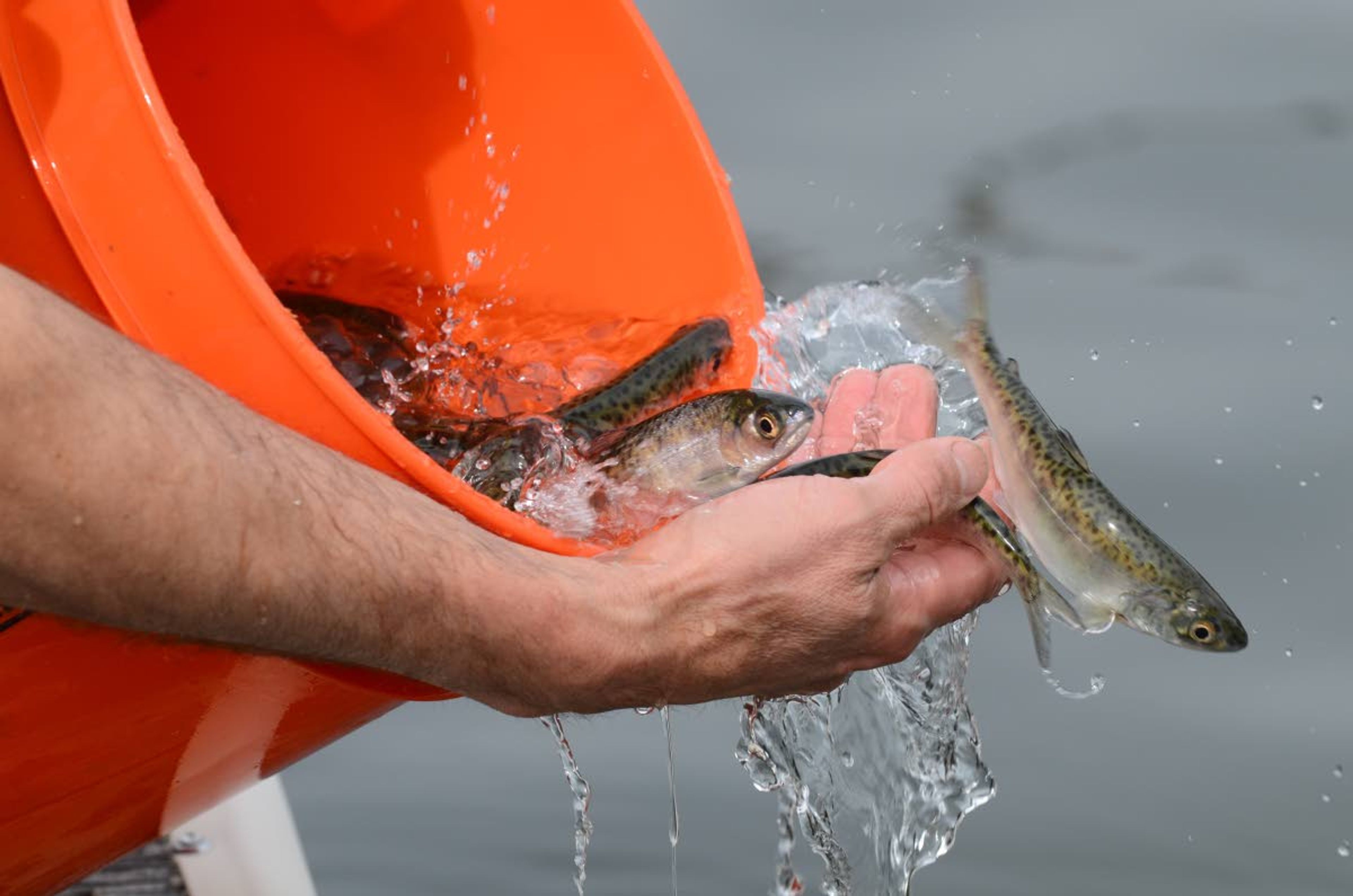 Fall chinook smolts are prepared for release into the Snake River.