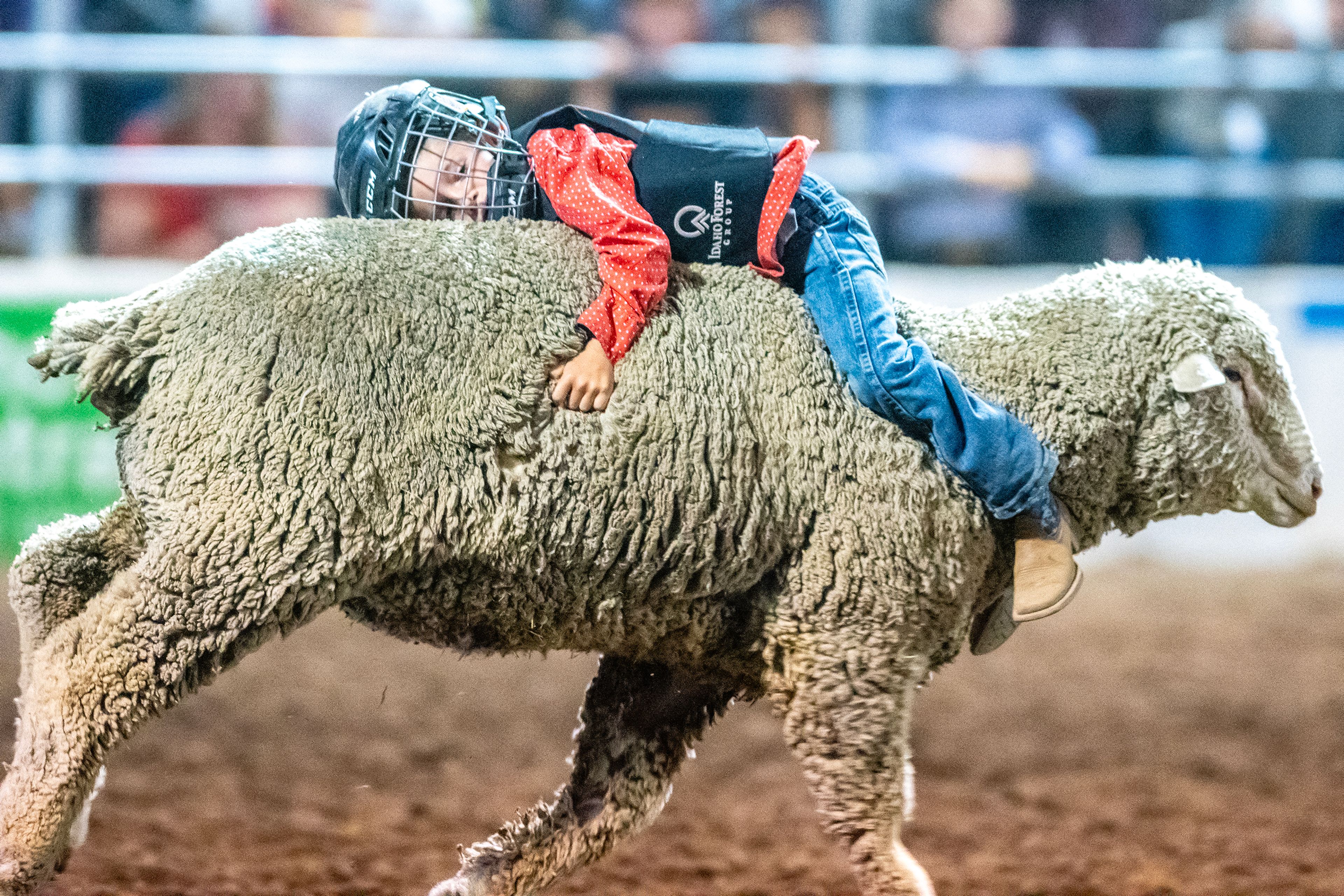 Cedar Swanson, of Clarkston, rides to a victory in the wool riding competition on day 2 of the Lewiston Roundup.