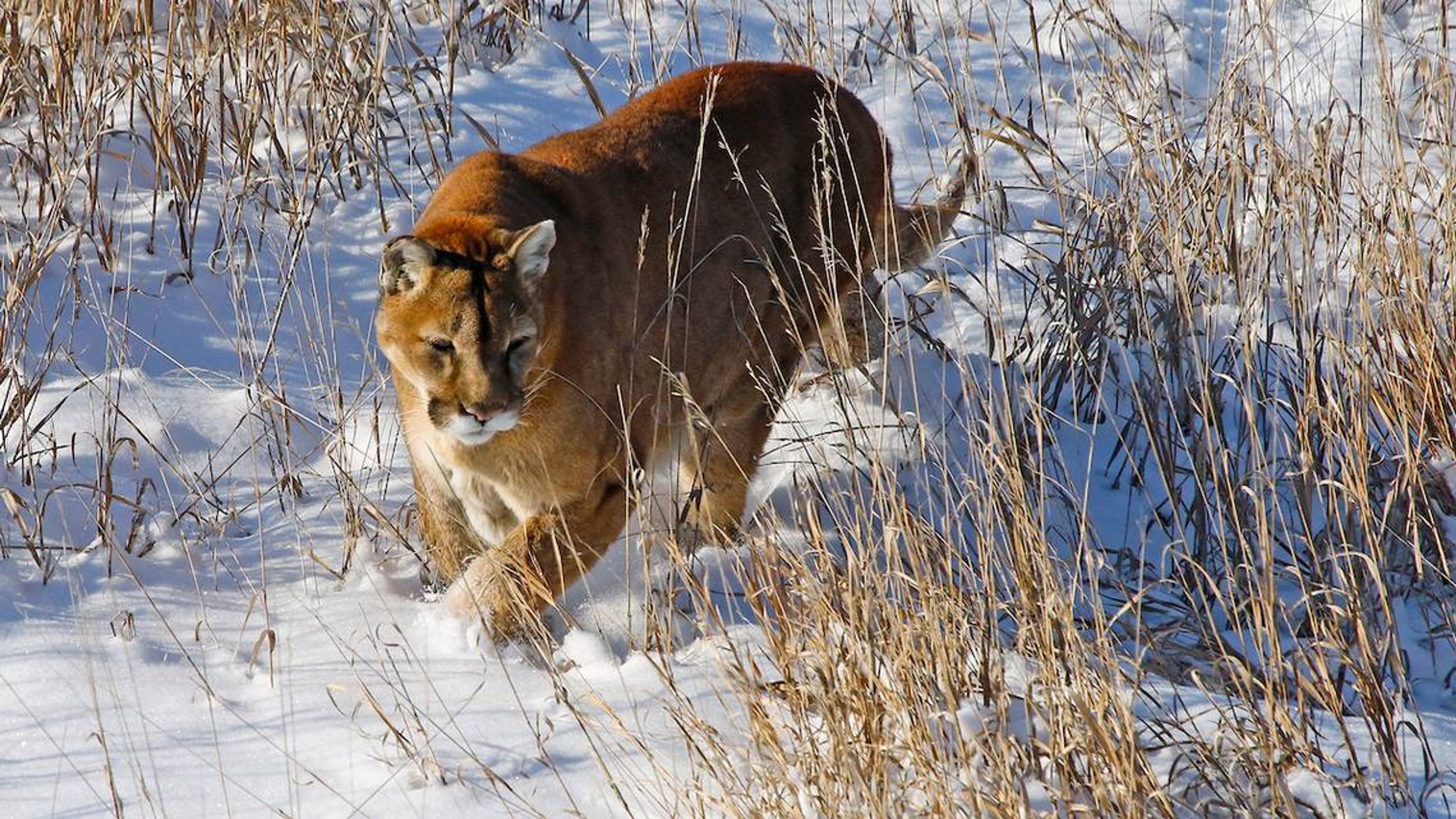 Three Idaho hunting guides face federal charges