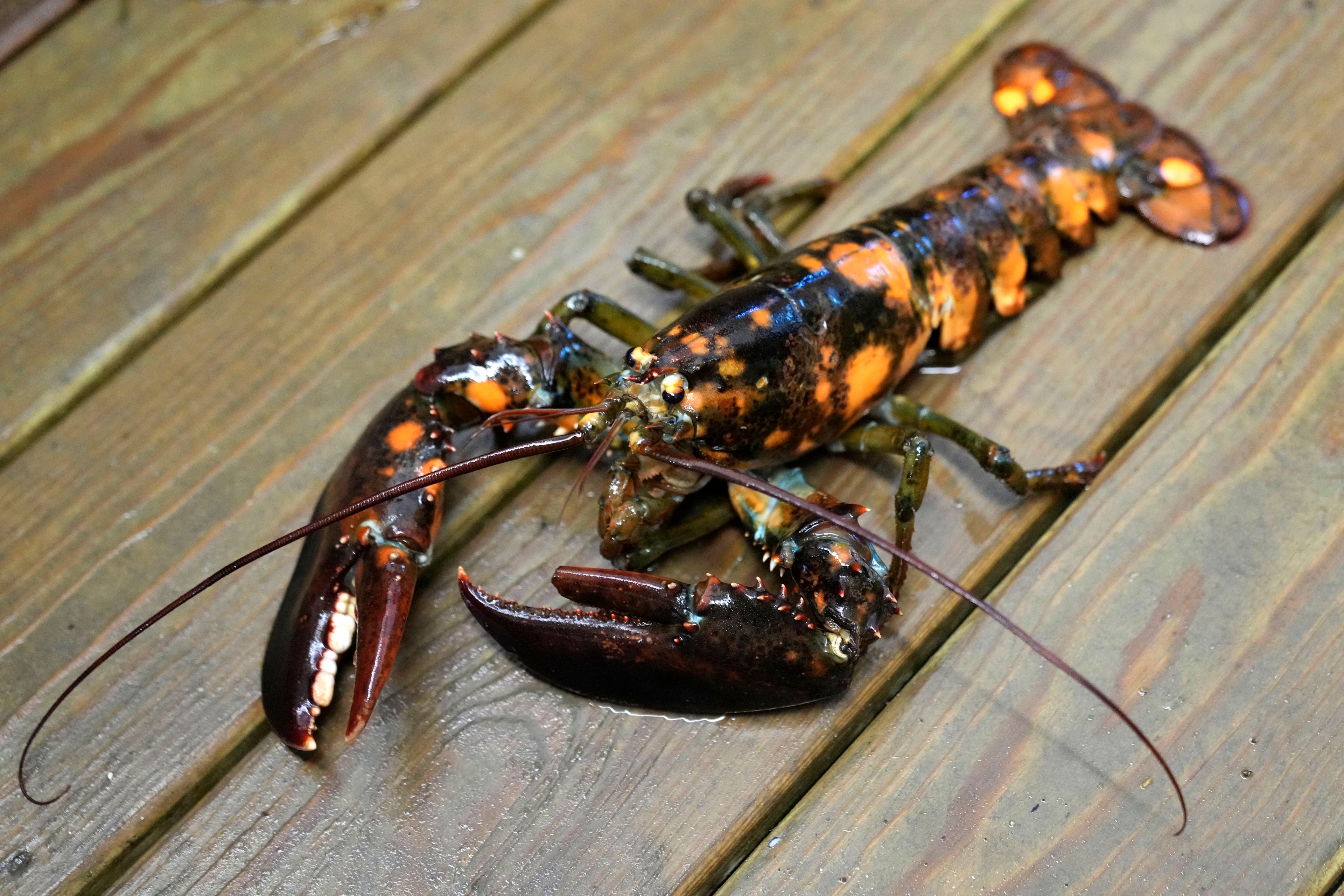 A calico lobster is seen in a marine sciences lab at the University of New England, Thursday, Sept. 5, 2024, in Biddeford, Maine.