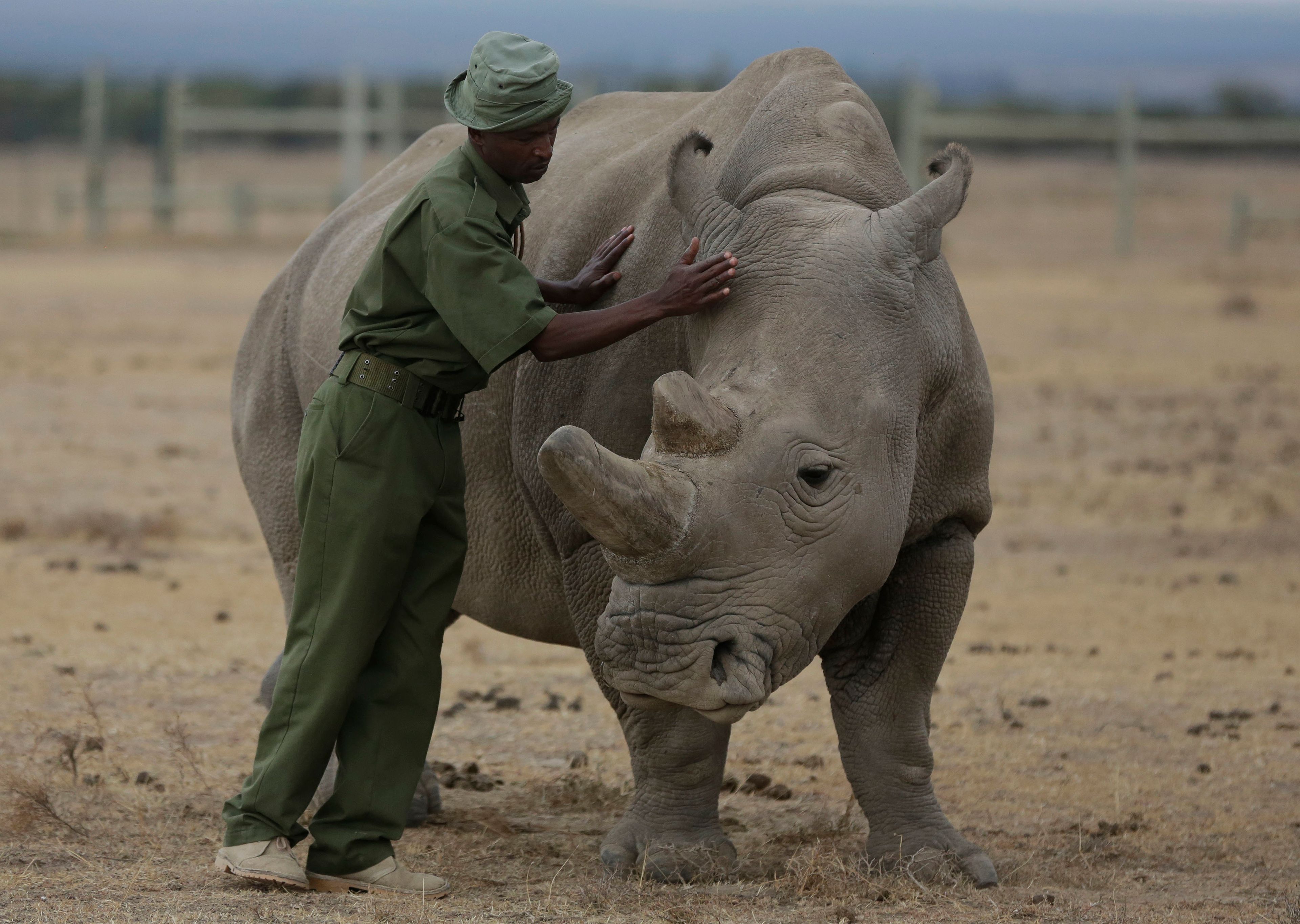 CAPTION CORRECTS INFO FILE - Keeper Zachariah Mutai attends to Fatu, one of only two northern white rhinos left in the world, in the pen at the Ol Pejeta Conservancy in Laikipia county in Kenya. Fatu is incapable of natural reproduction. The last male white rhino, Sudan, was 45 when he was euthanized in 2018 due to age-related complications. In testing with another subspecies, researchers created a southern white rhino embryo in a lab from an egg and sperm that had been previously collected from other rhinos and transferred it into a southern white rhino surrogate mother at the Ol-Pejeta Conservancy in Kenya. The team only learned of the pregnancy after the surrogate mother died of a bacterial infection in November 2023. (AP Photo/Sunday Alamba, File)