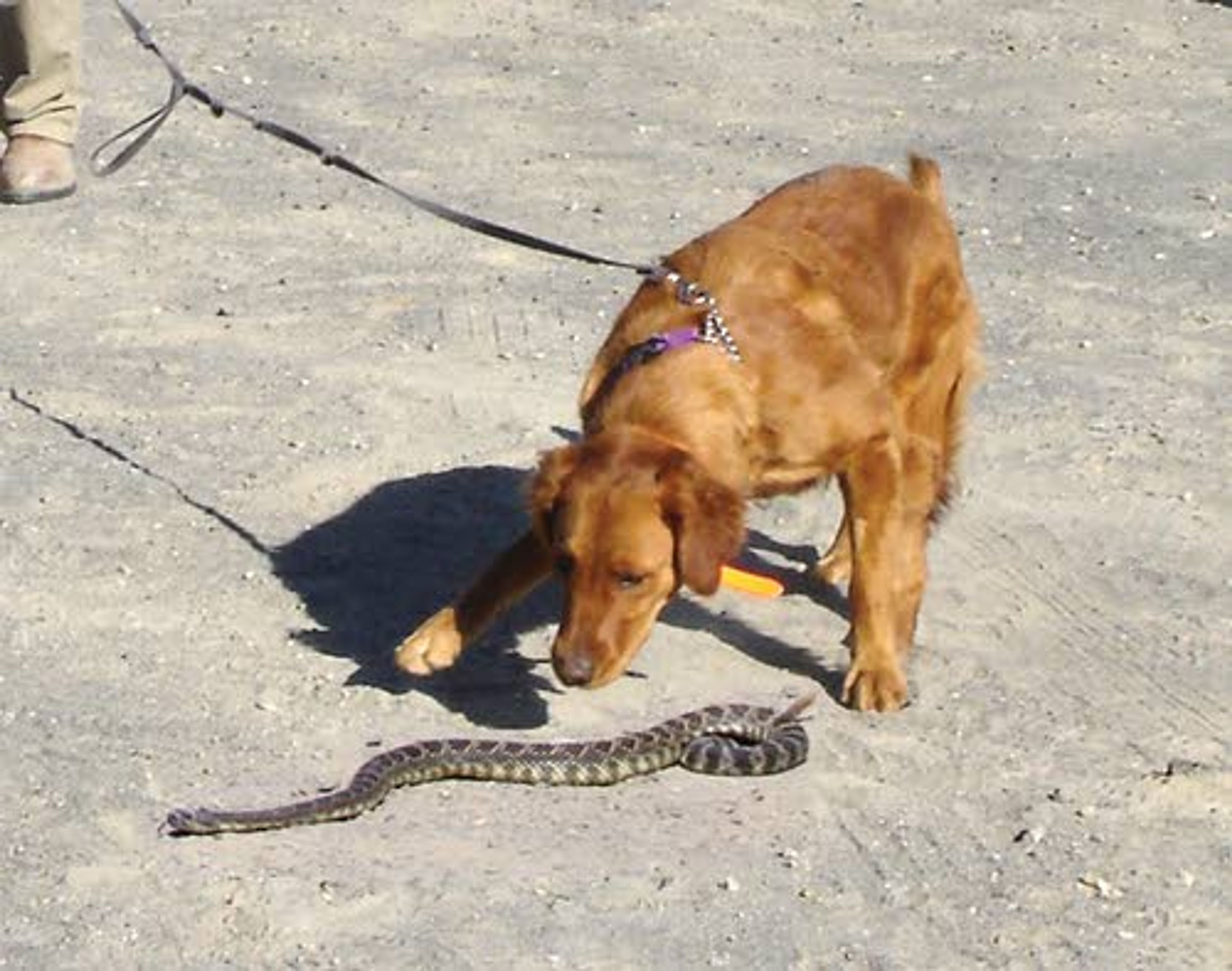 A golden retriever sniffs an adult rattlesnake during a snake aversion training clinic.