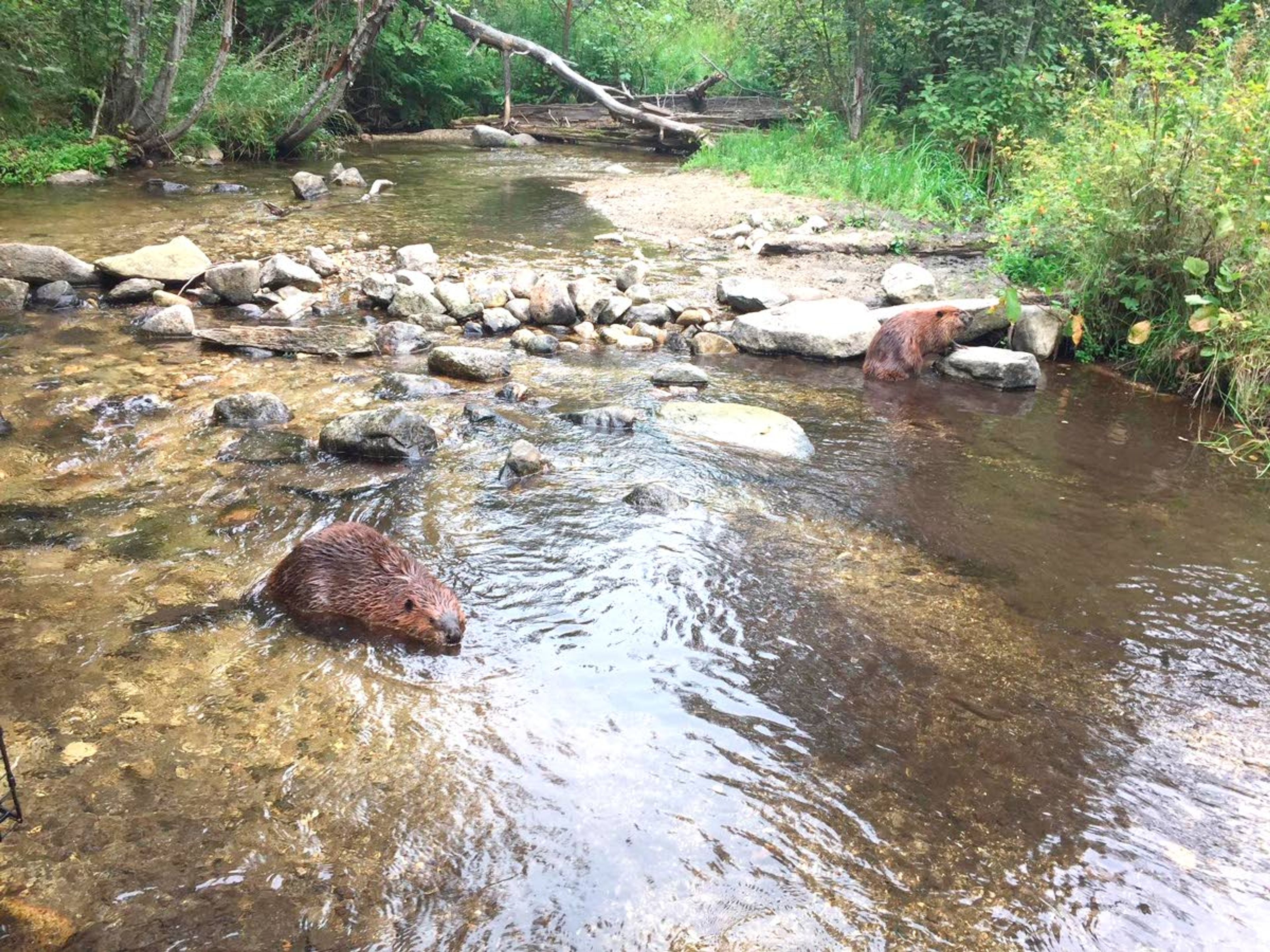 This beaver was released into the Colville National Forest in 2018.