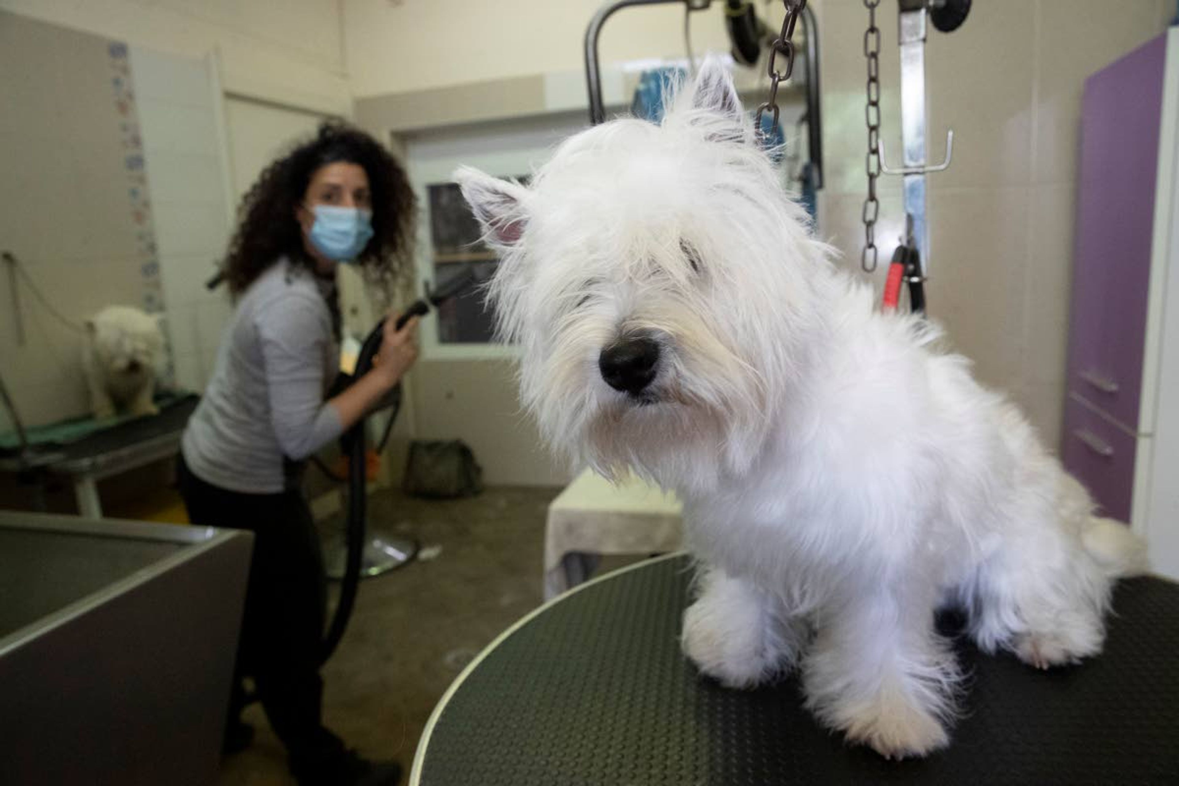 Valentina Bacchin, wearing a sanitary mask to protect against COVID-19 looks at Wilfy, a young westie dog needing a haircut, in the Bottega di Zula pet grooming shop in Rome, Wednesday, May 6, 2020. Bacchin reopened her shop on Monday when Italy began stirring again after a two-month coronavirus shutdown, with 4.4 million Italians able to return to work and restrictions on movement eased in the first European country to lock down in a bid to stem COVID-19 infections. (AP Photo/Alessandra Tarantino)