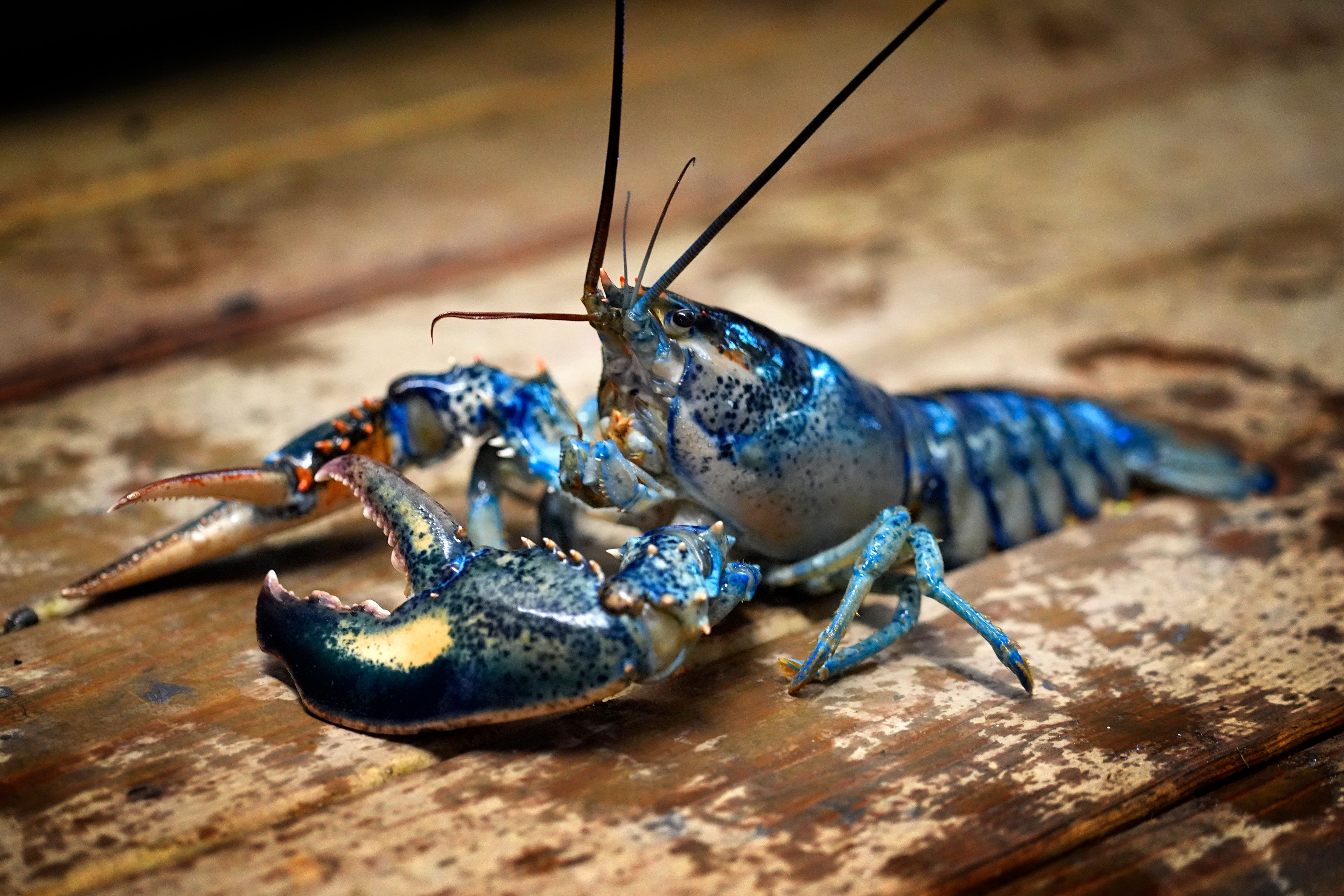 A blue lobster is seen in a marine sciences lab at the University of New England, Thursday, Sept. 5, 2024, in Biddeford, Maine.