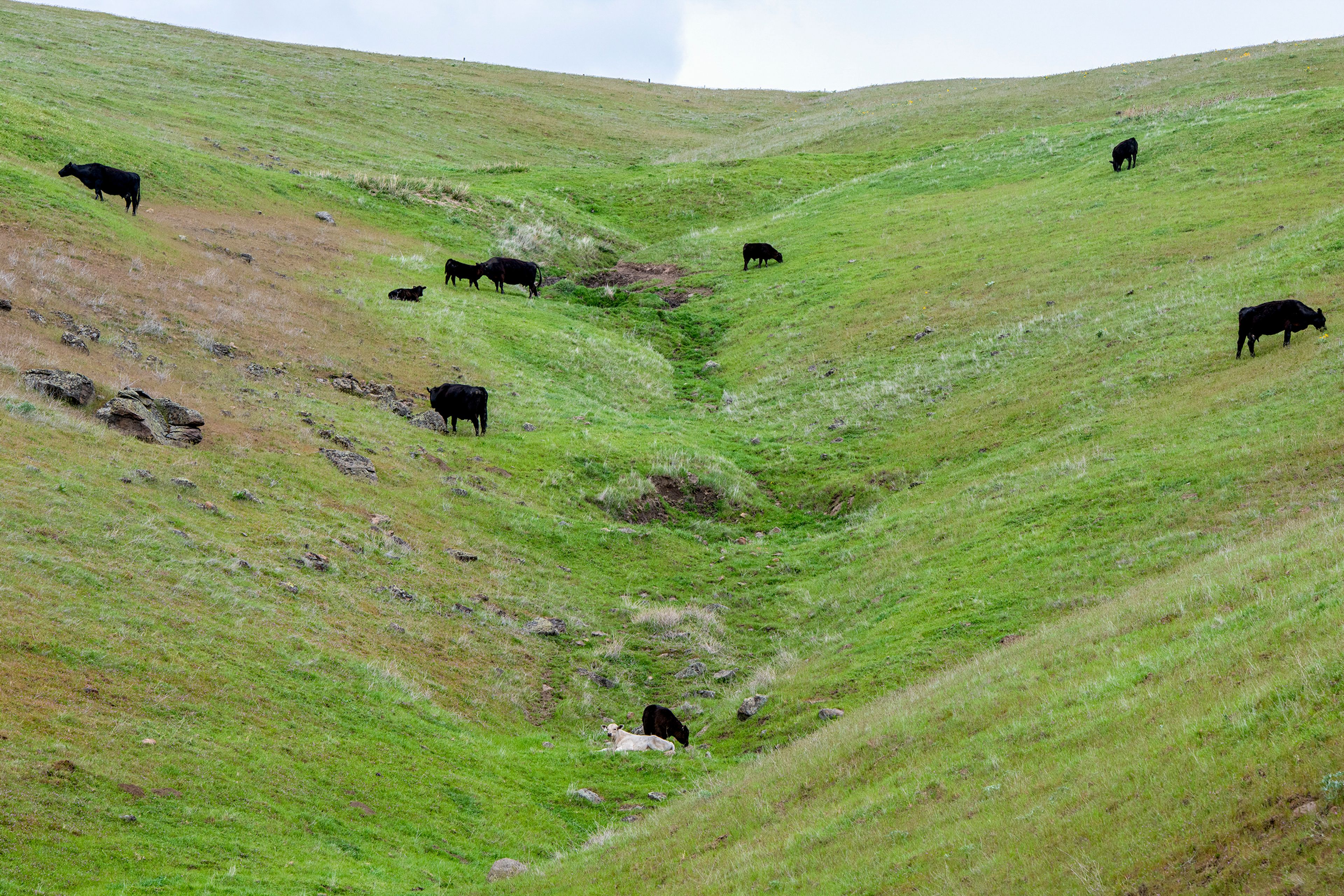 Cattle graze along a steep hillside Wednesday in Almota.