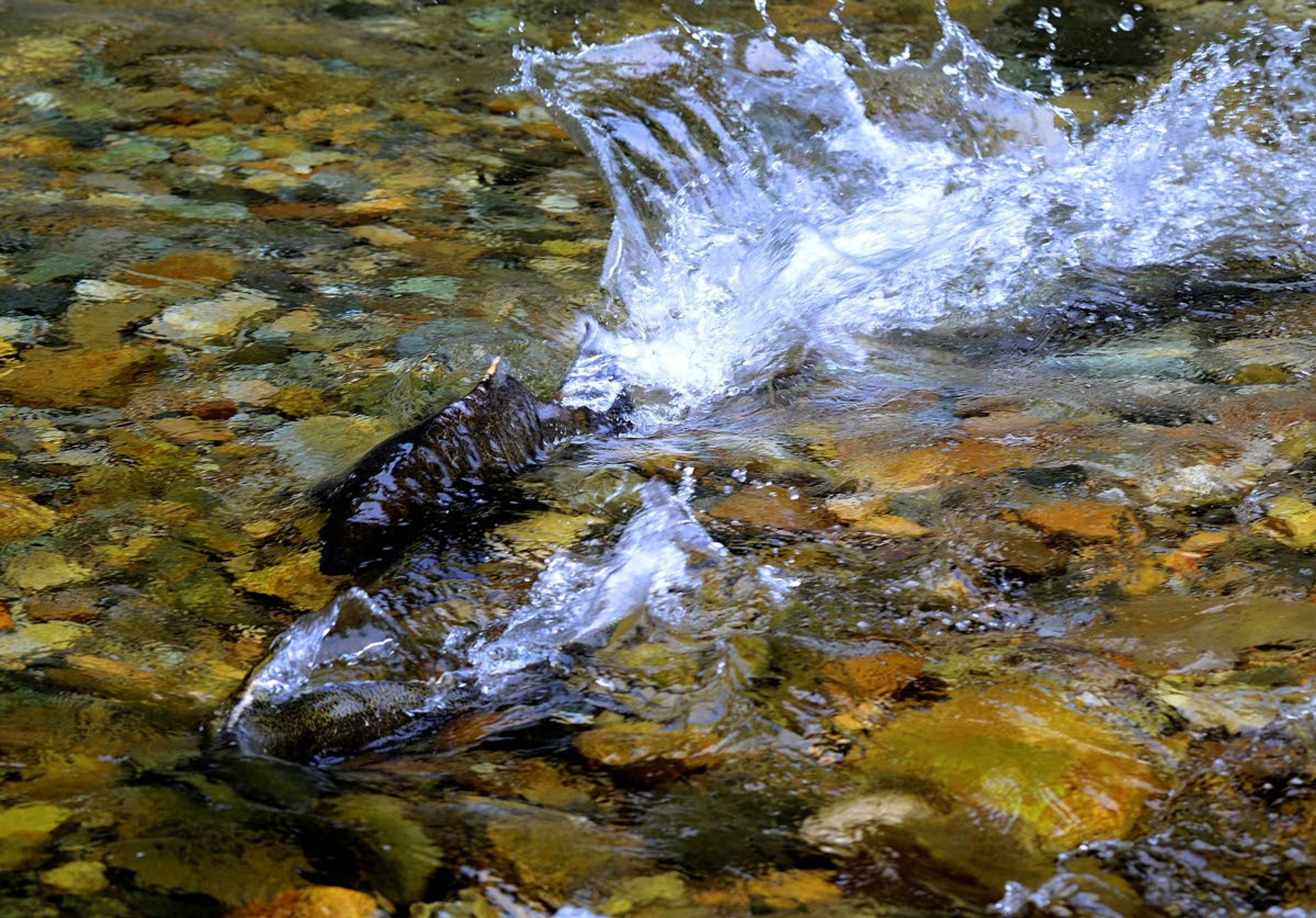 Two spring hinook spar for the right to spawn in Crooked Fork Creek, a tributary to the Lochsa River.