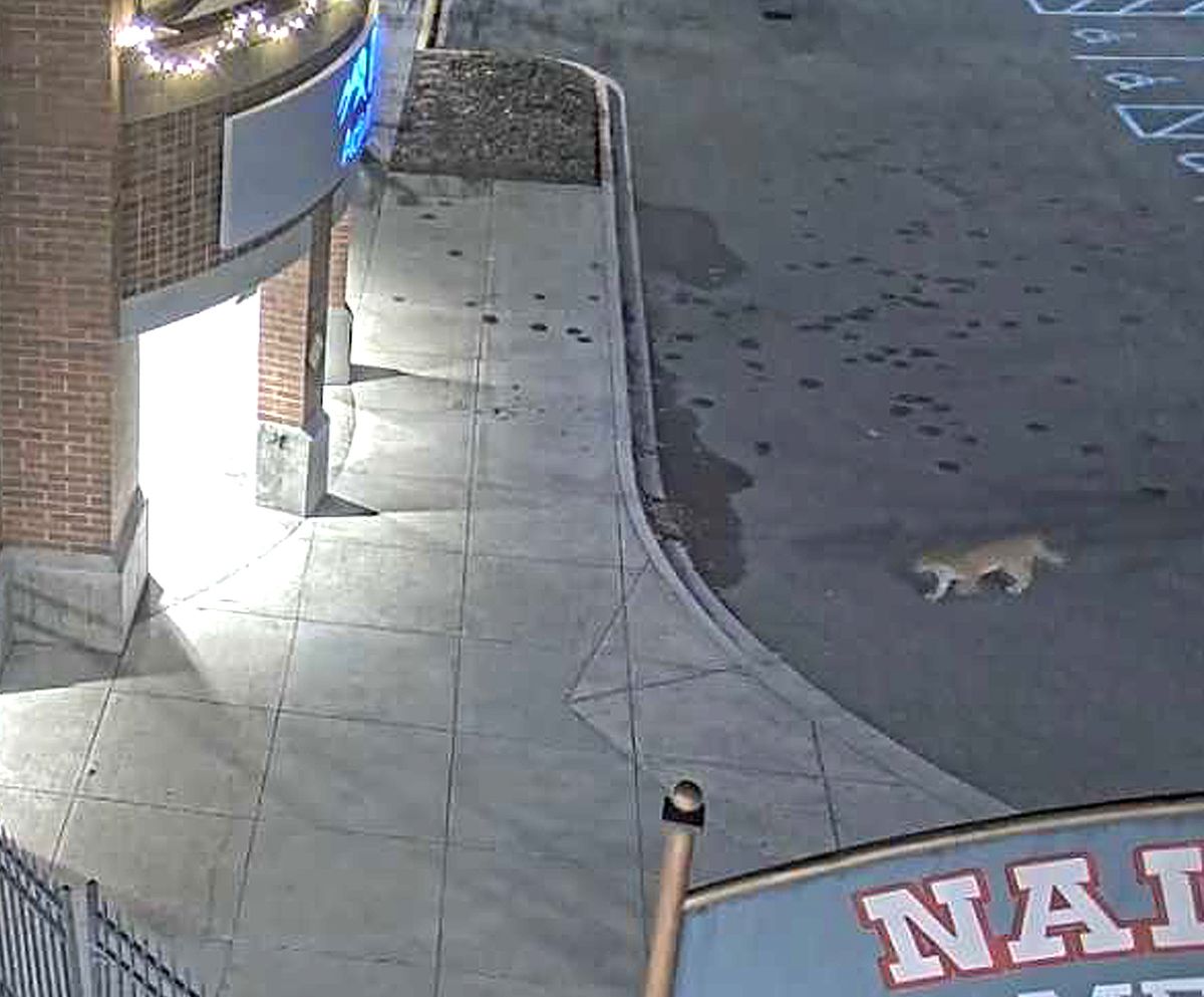 Lewiston mountain lion shot in yard