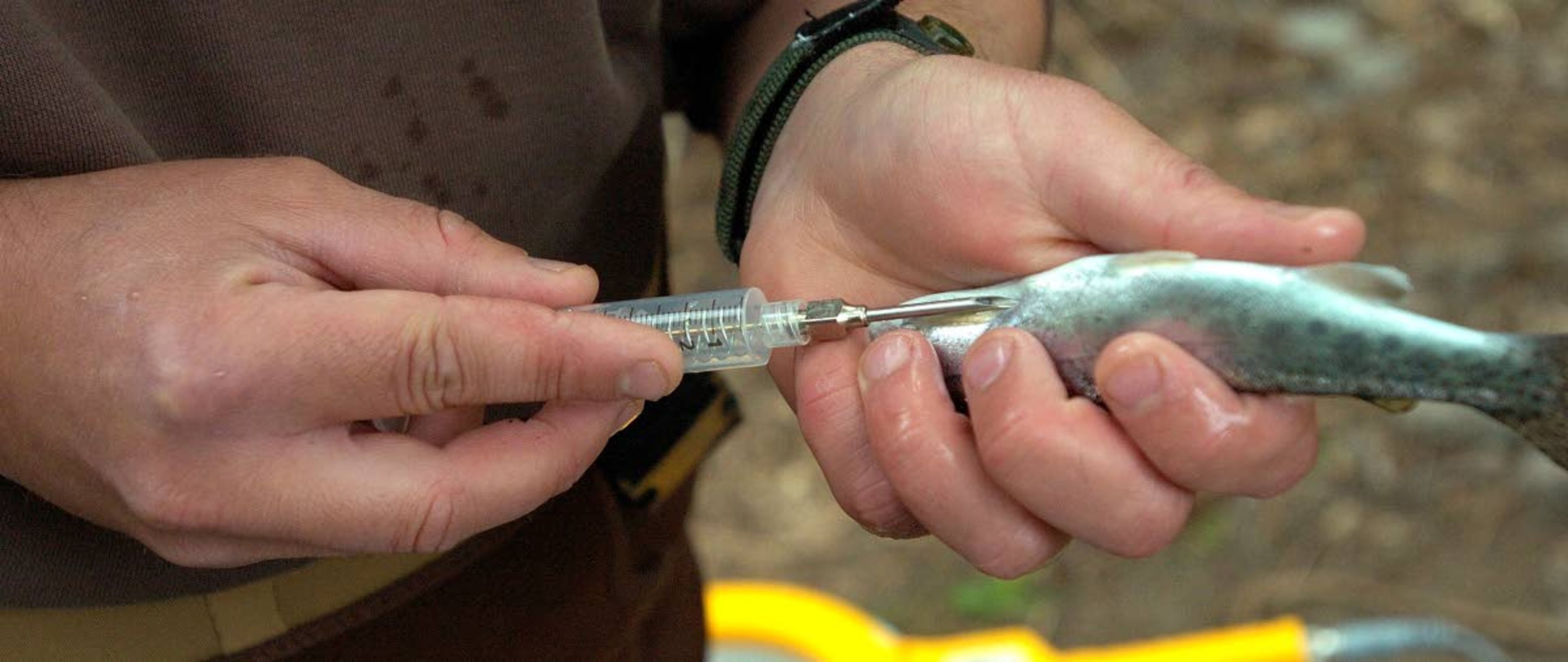 A tag is inserted into a juvenile steelhead from Asotin Creek. The tag helps track the fish as it migrates to and from the ocean.