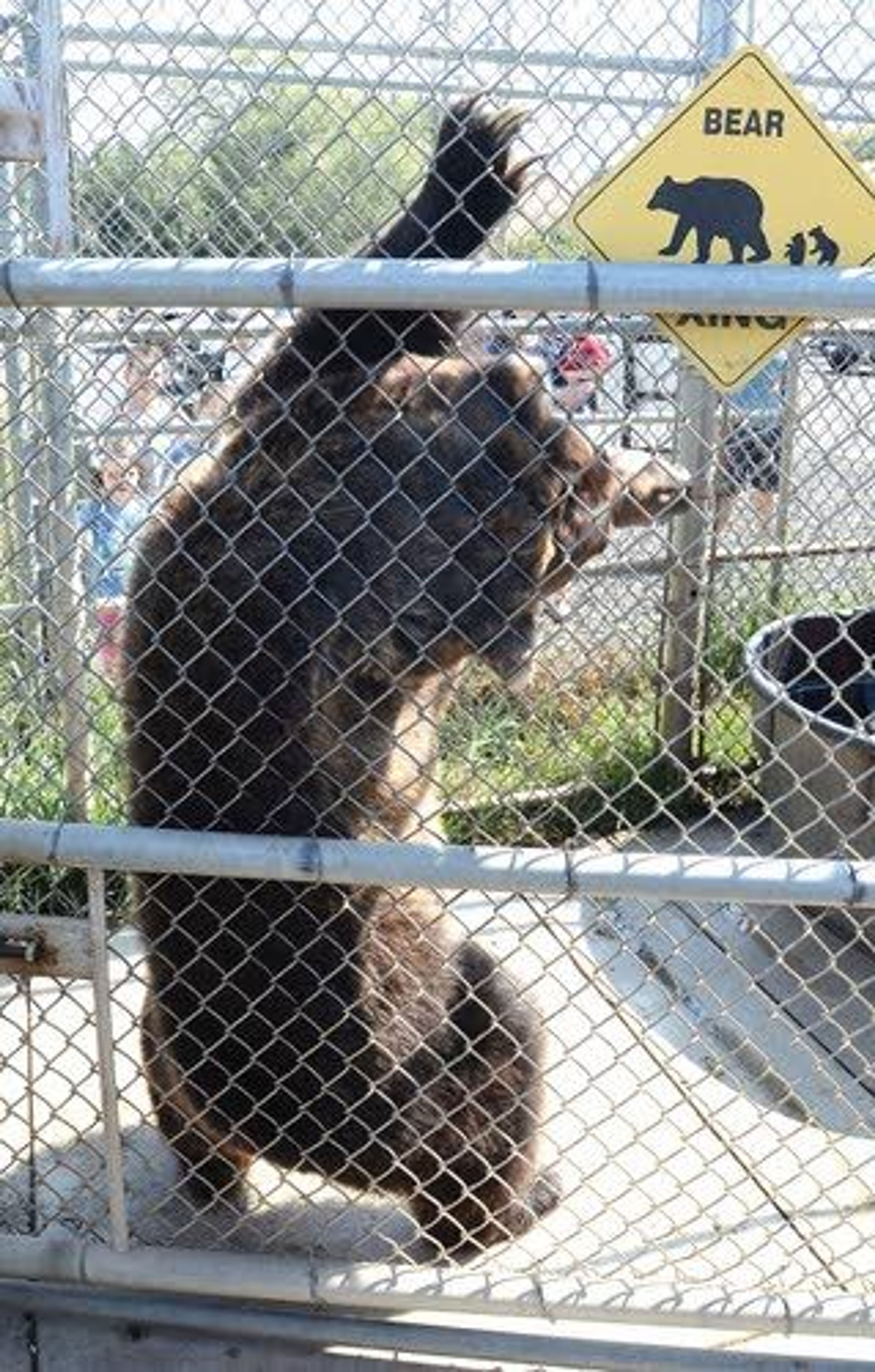 A chain-link fence becomes a often-used back scratcher for the grizzly bears at Washington State University.