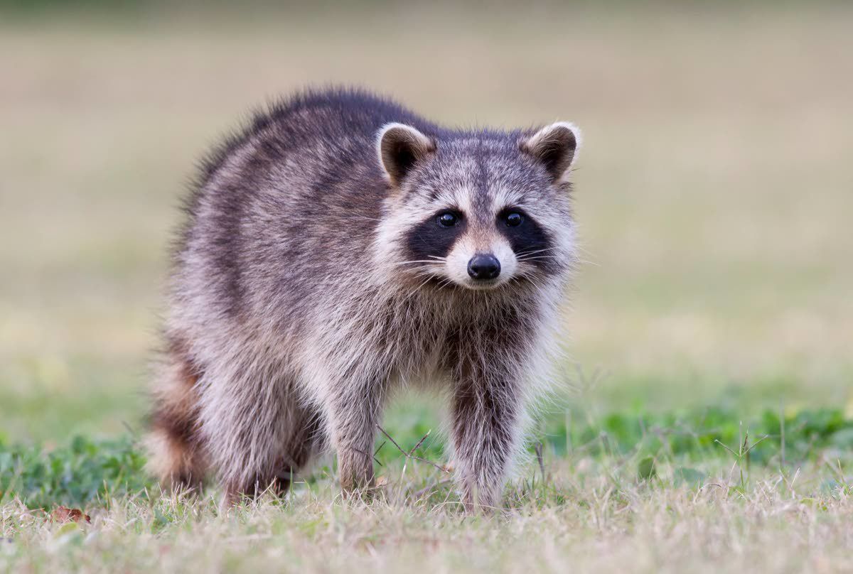 What you need to know about ‘zombie raccoons’ and how to pro...