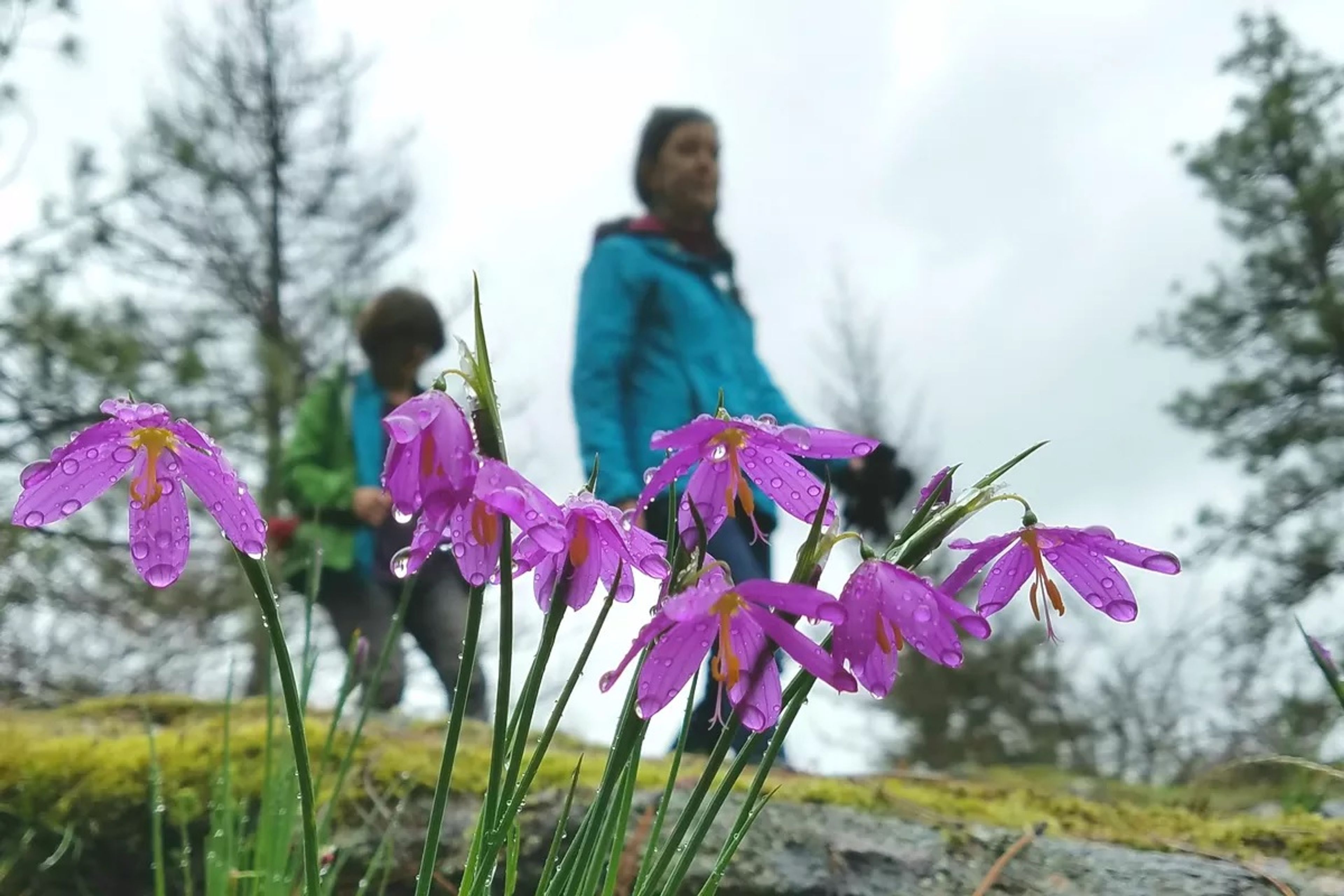 Leaving wildflowers unscathed preserves the attractive view for the next person who comes along.