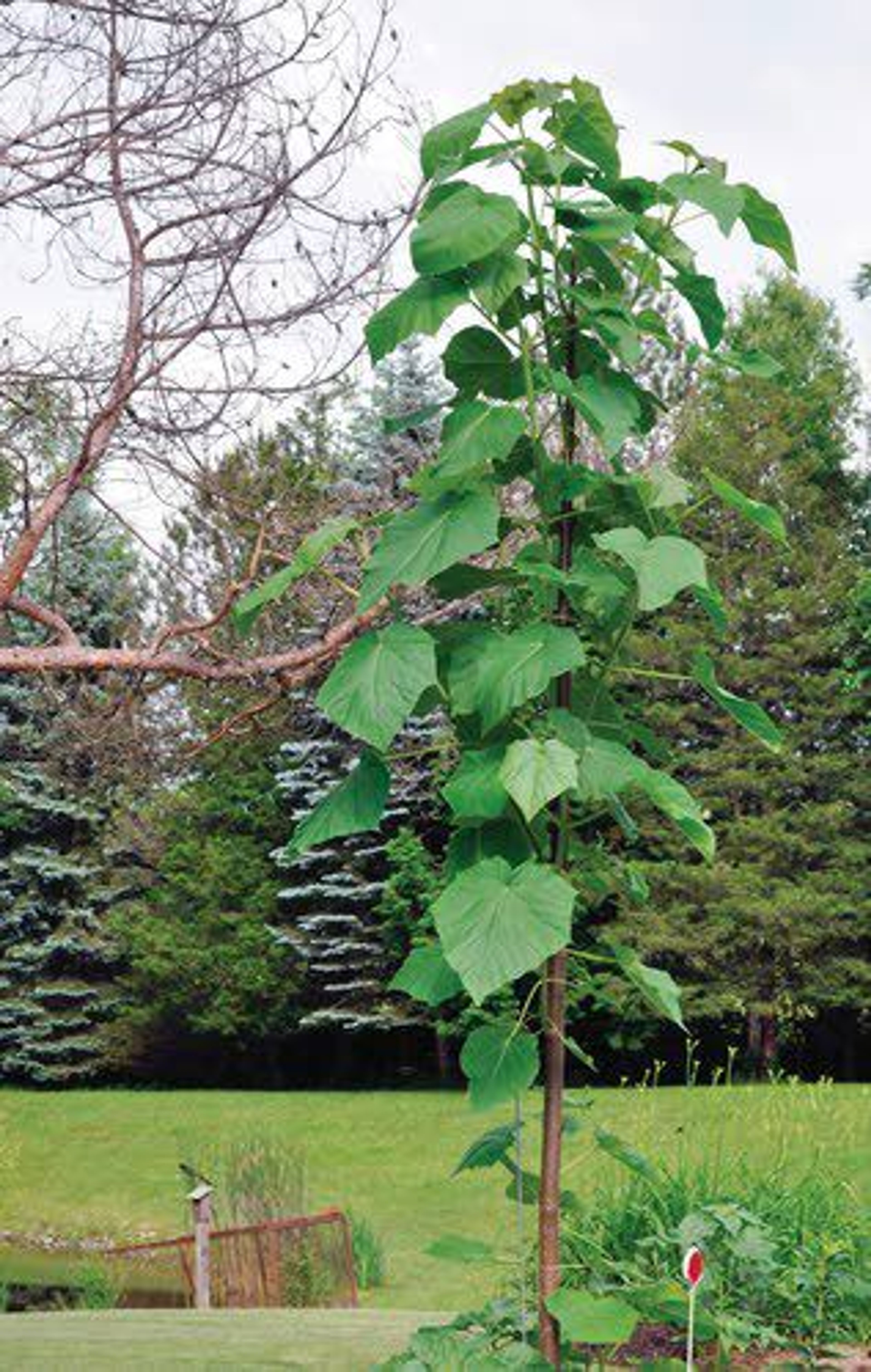 This undated photo shows a paulownia tree in Tarrytown, N.Y. If cut back each year by winter cold or a pruning saw, paulownia grows back vigorously and sports humongous leaves.