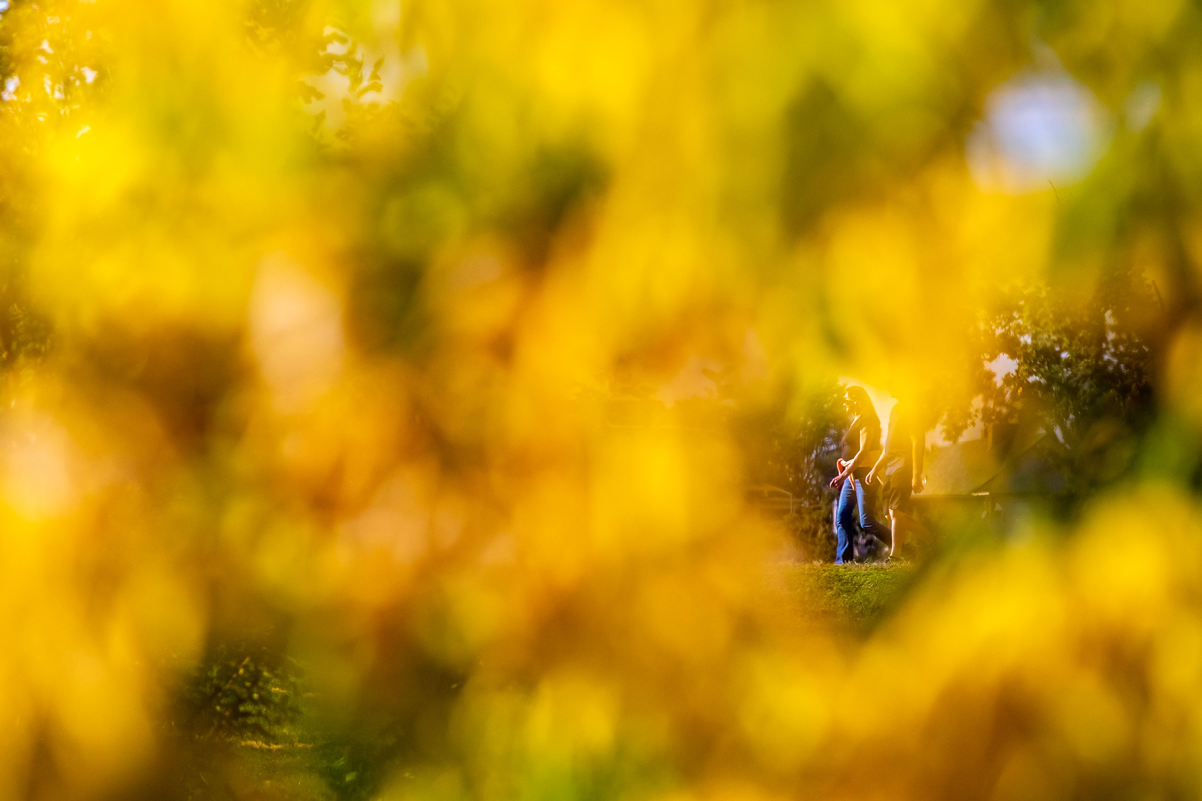 People are seen through yellow fall foliage walking down the Lewiston Levee Parkway Trail on Tuesday.,