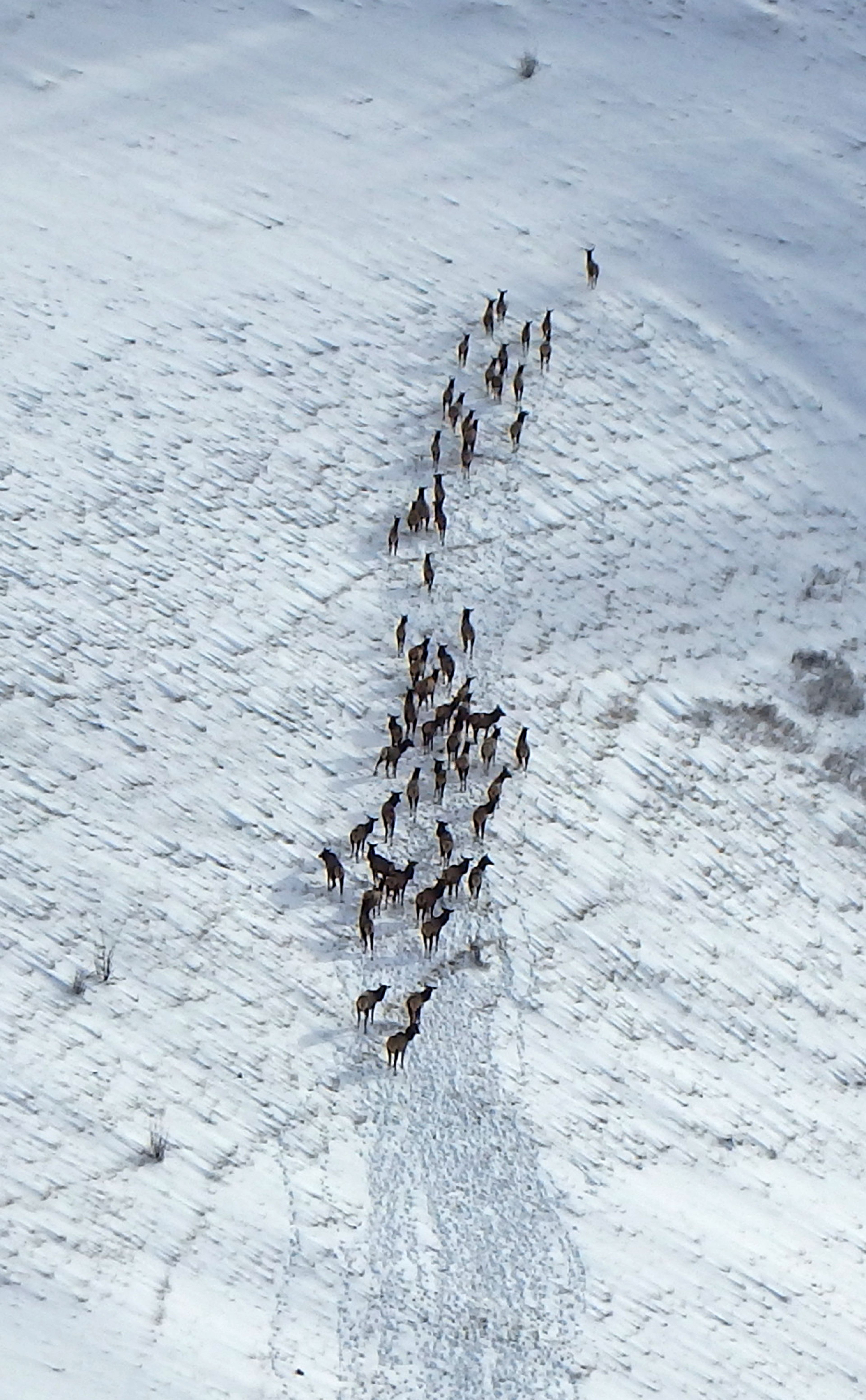 A herd of elk in the Blue Mountains is seen from the air.