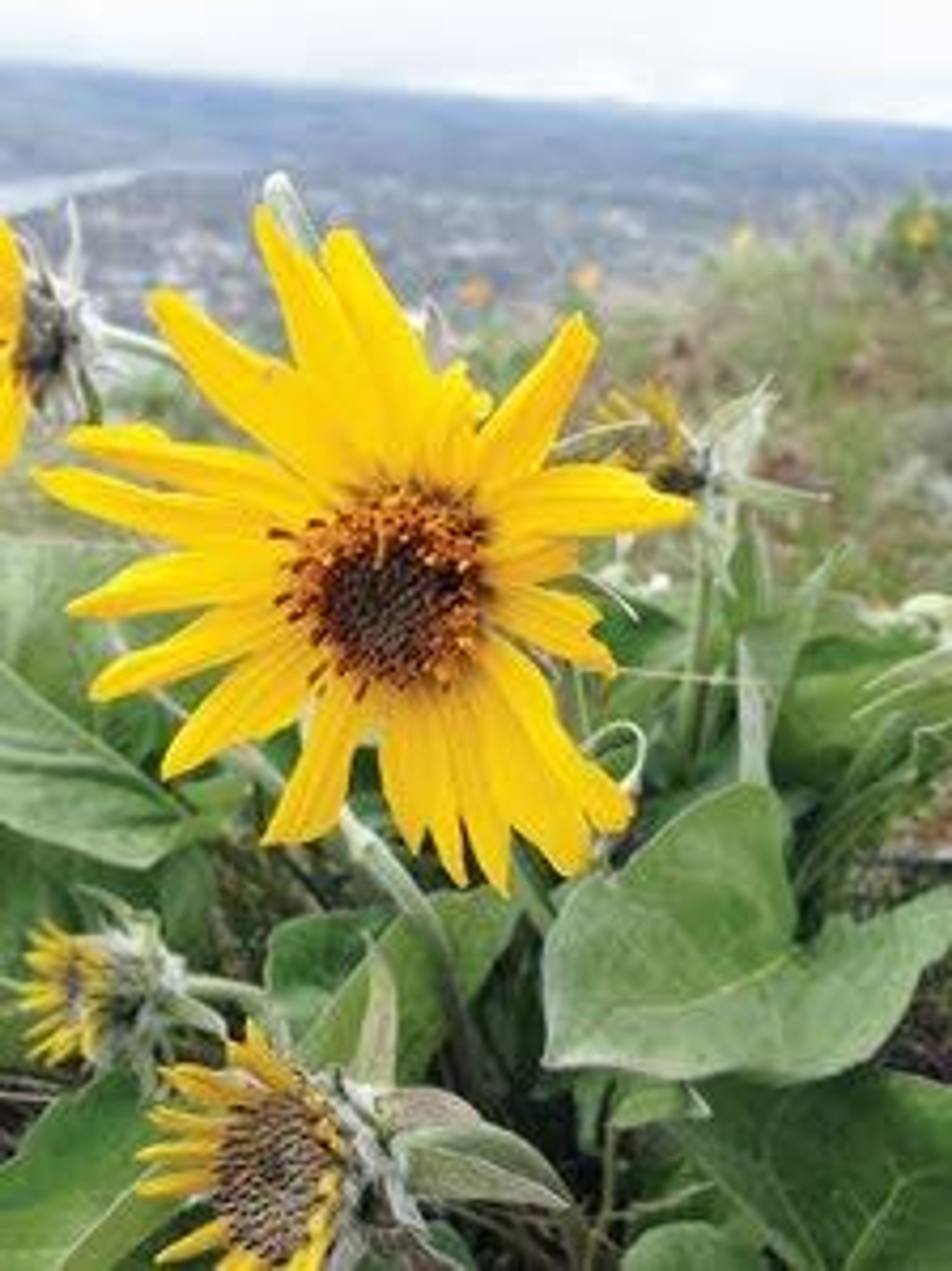 Arrowleaf balsamroot