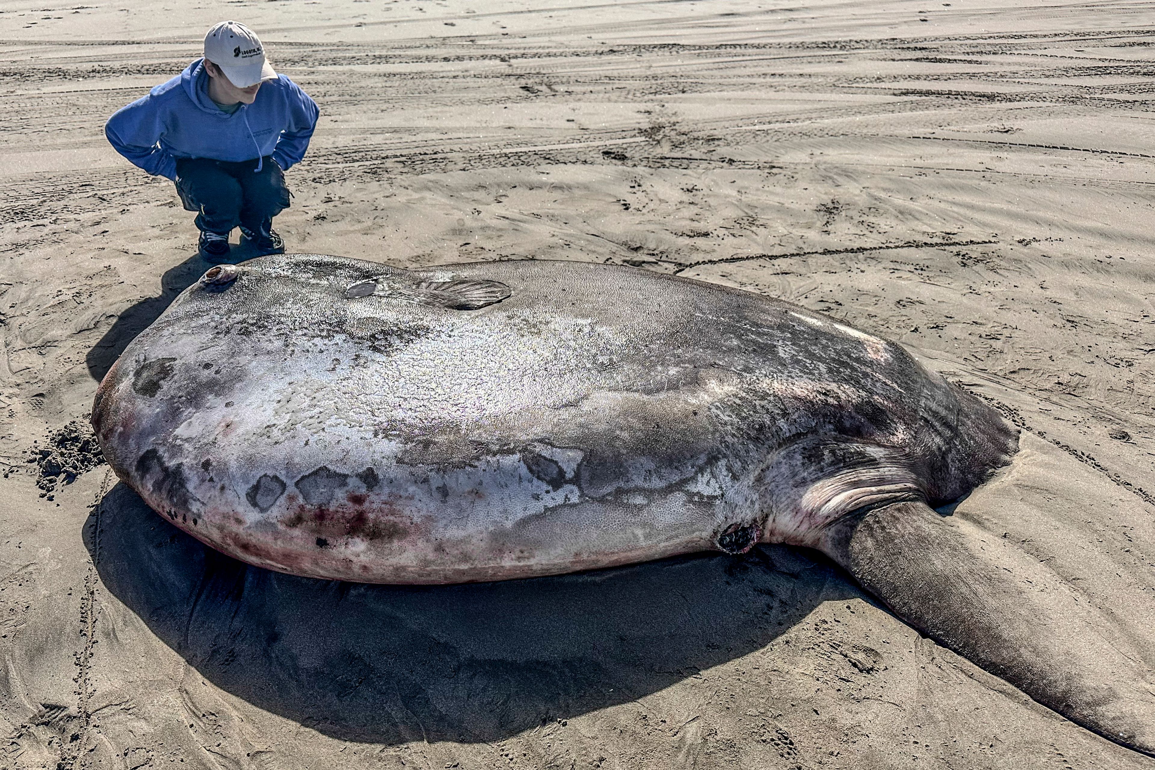 This image provided by Seaside Aquarium shows a hoodwinker sunfish that washed ashore on June 3, 2024, on a beach in Gearhart, Ore.