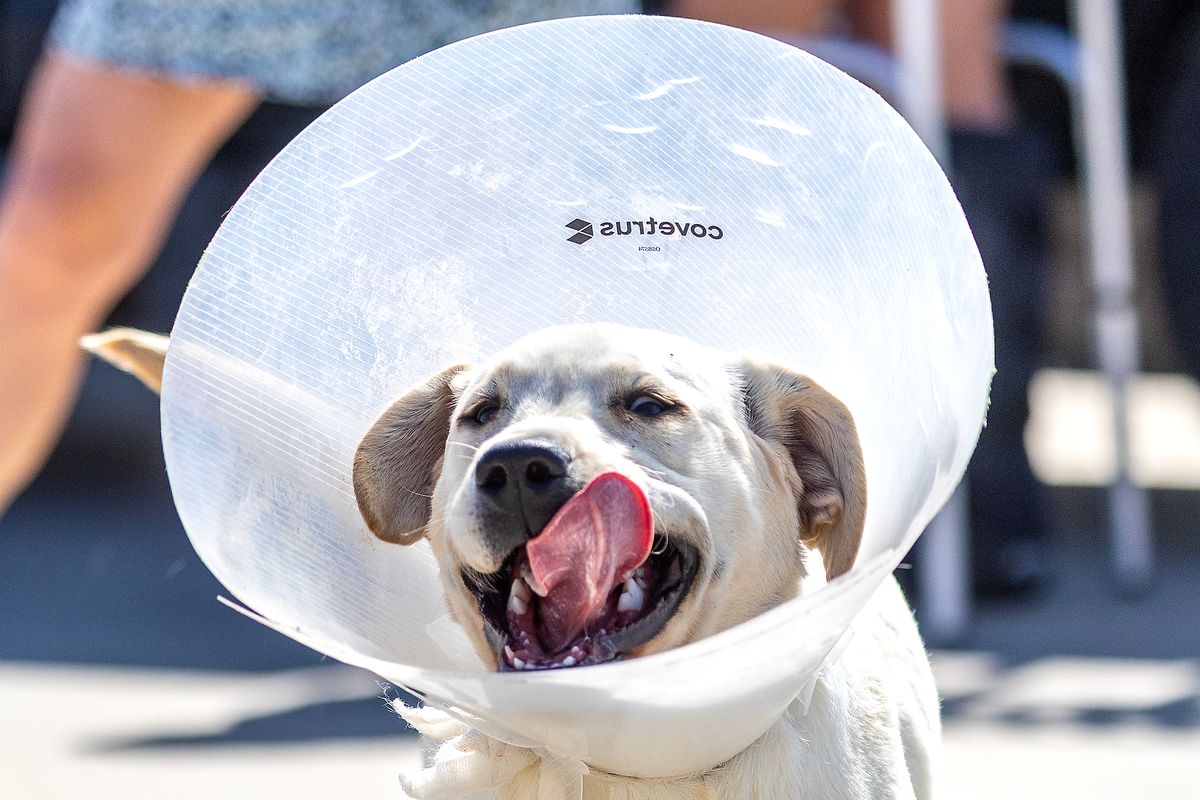 Clarkston puppy survives rattlesnake bite