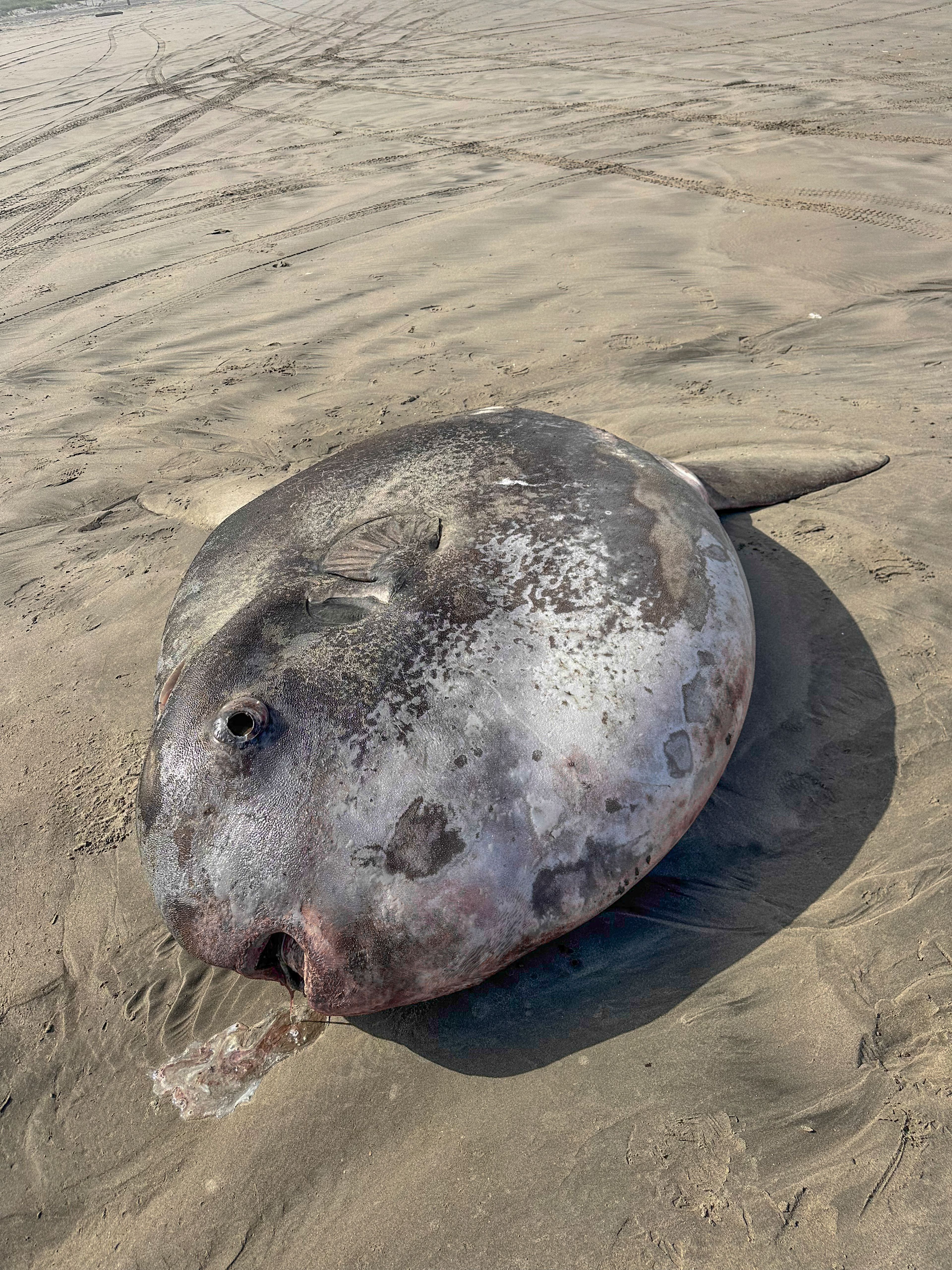 This image provided by Seaside Aquarium shows a hoodwinker sunfish that washed ashore on June 3, 2024, on a beach in Gearhart, Ore.