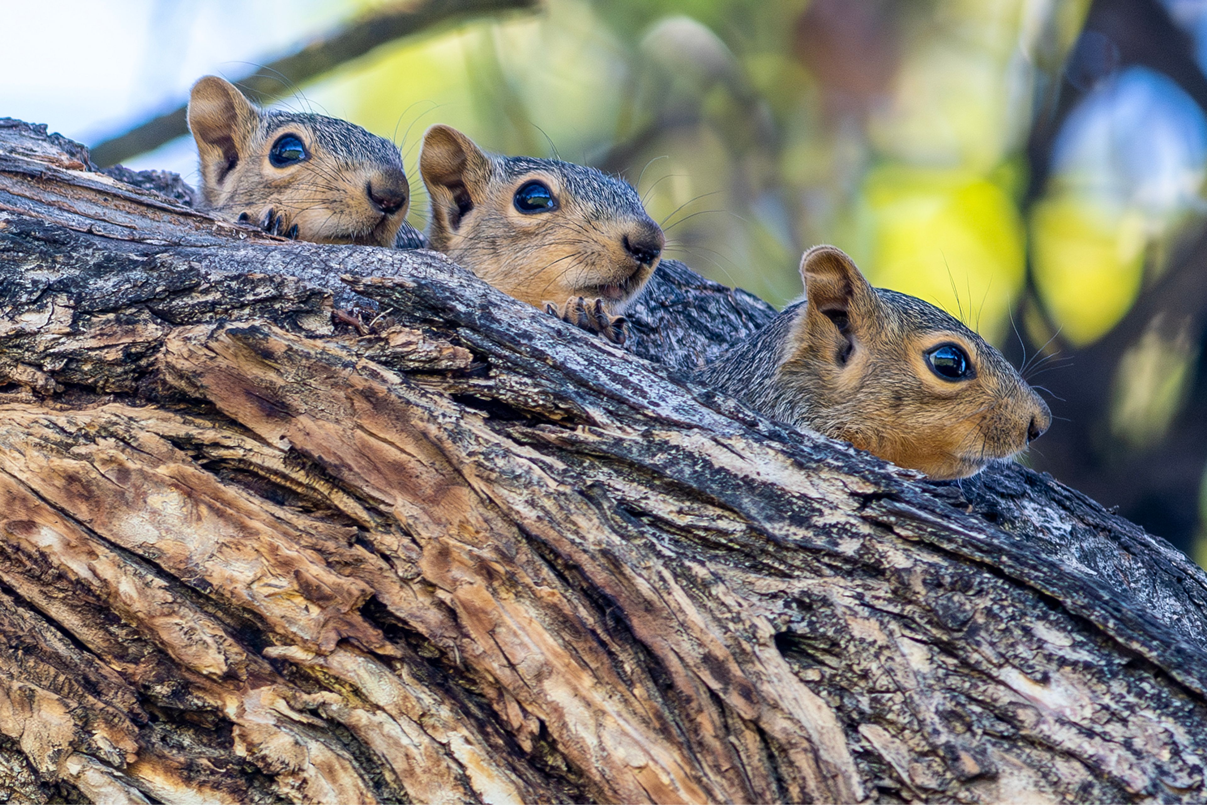 Three squirrels poke their heads out a hollow in a tree branch Thursday on the Lewis-Clark State College campus in Lewiston.