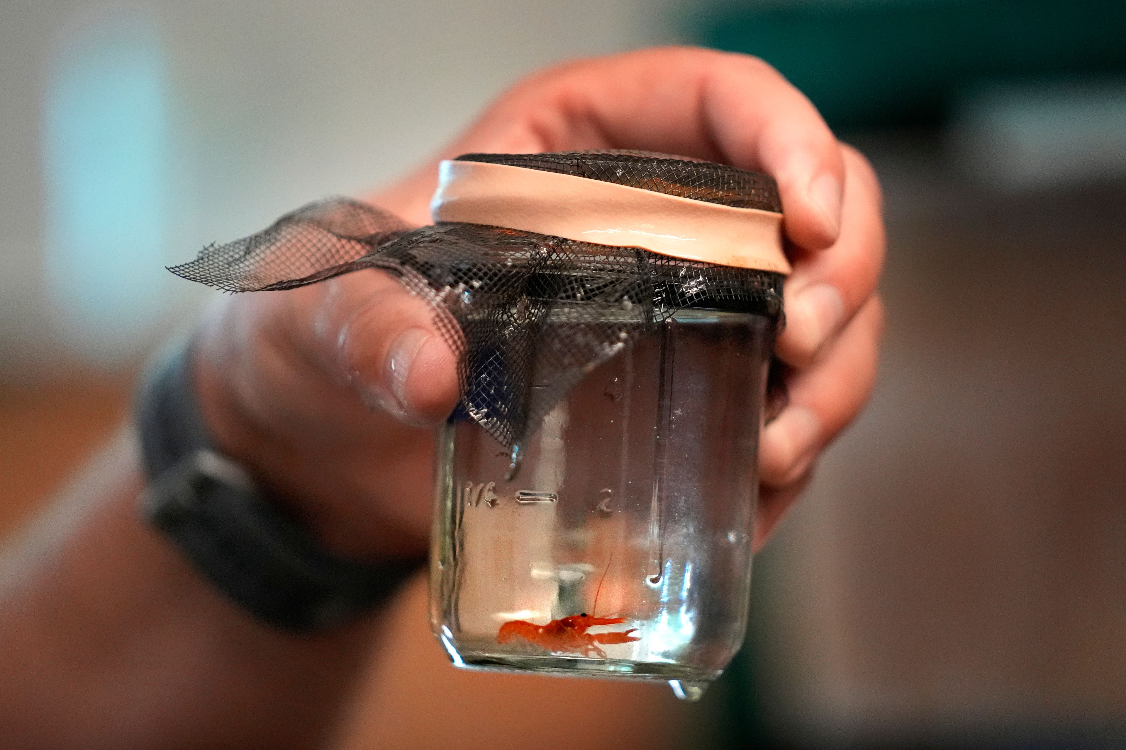 A baby lobster is seen in a jar at the University of New England, Thursday, Sept. 5, 2024, in Biddeford, Maine.