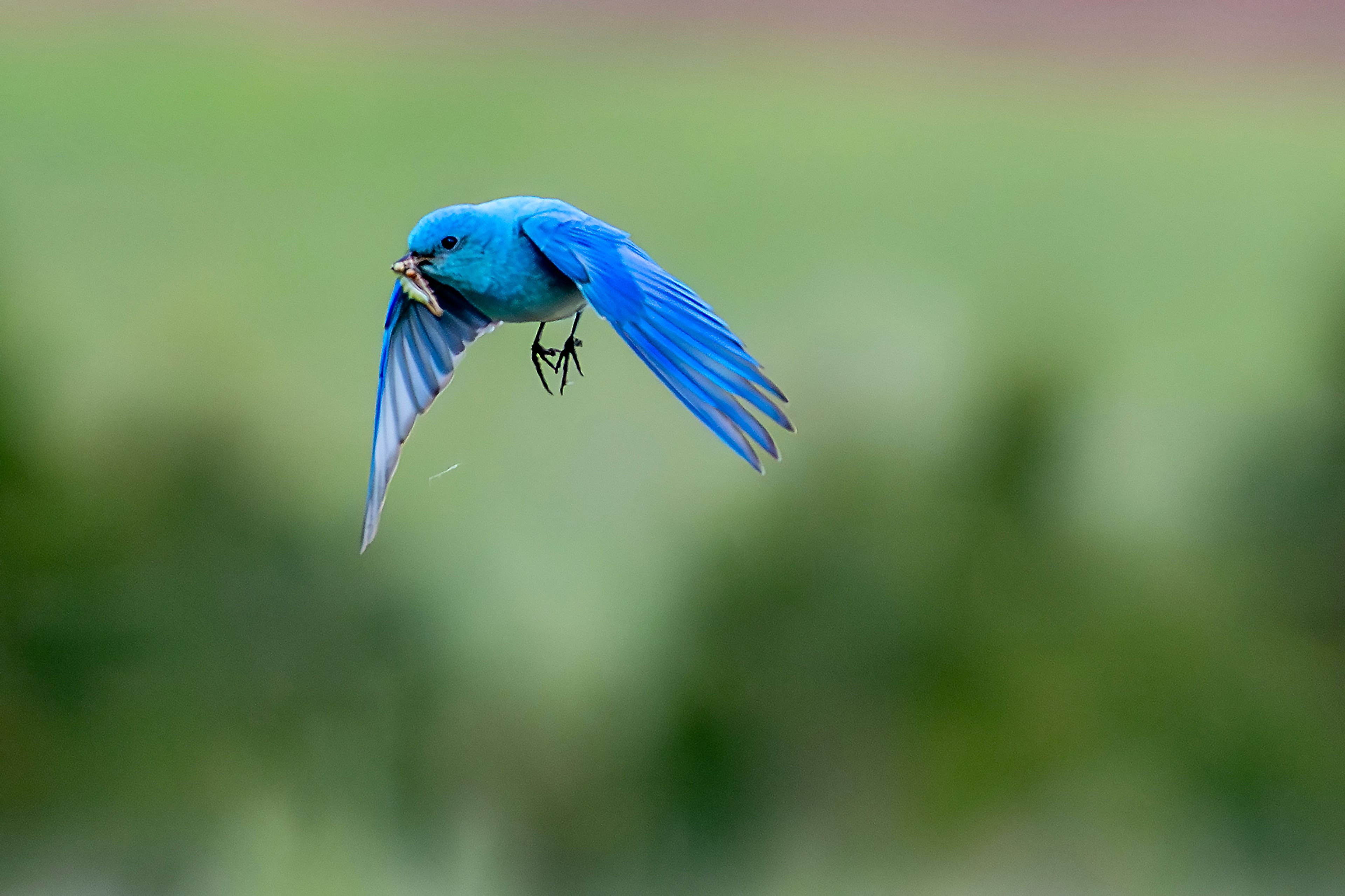 A bluebird flies through the air with a grub in its mouth Wednesday south of Cloverland.