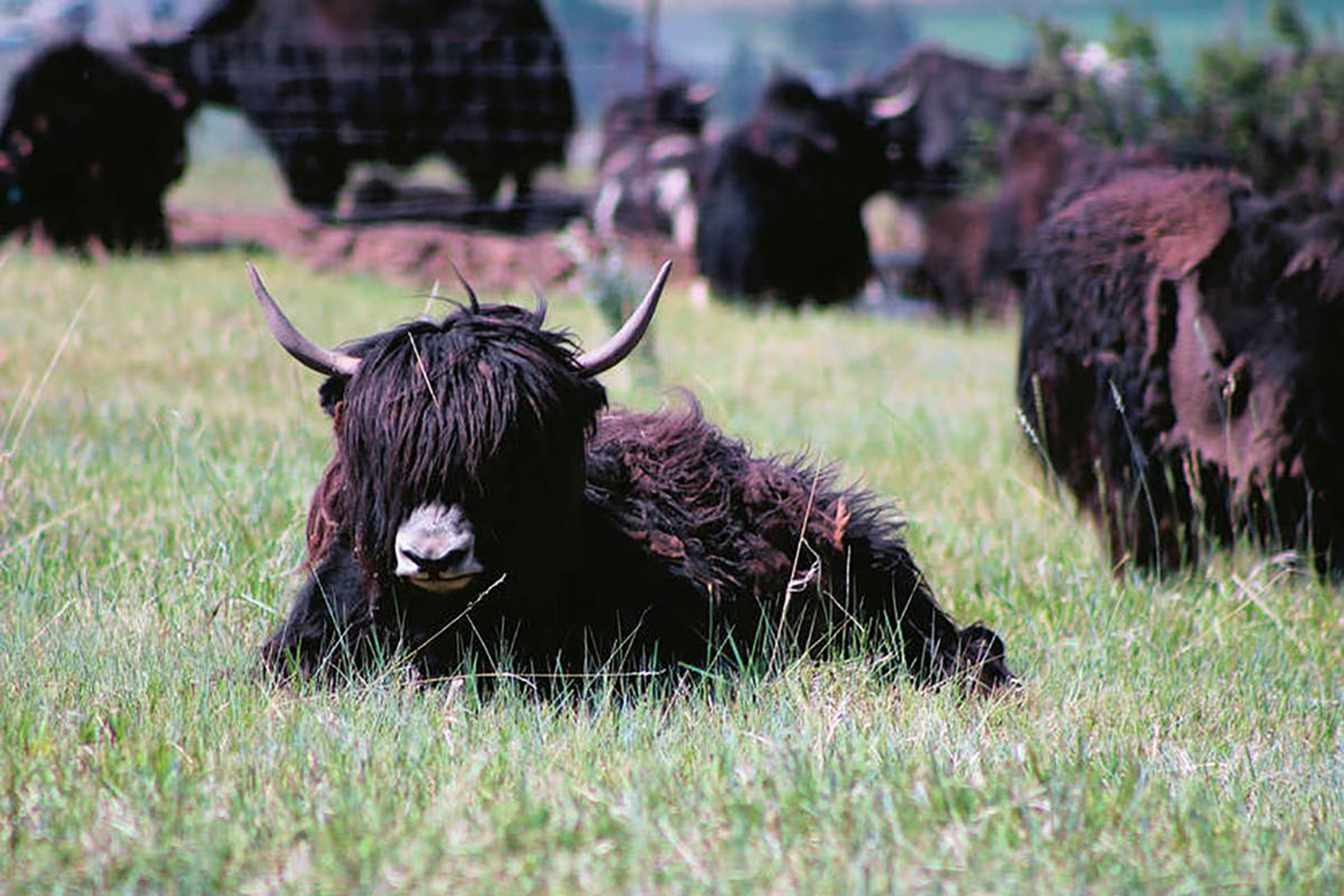 S.E. Idaho is being invaded by bushy bovines