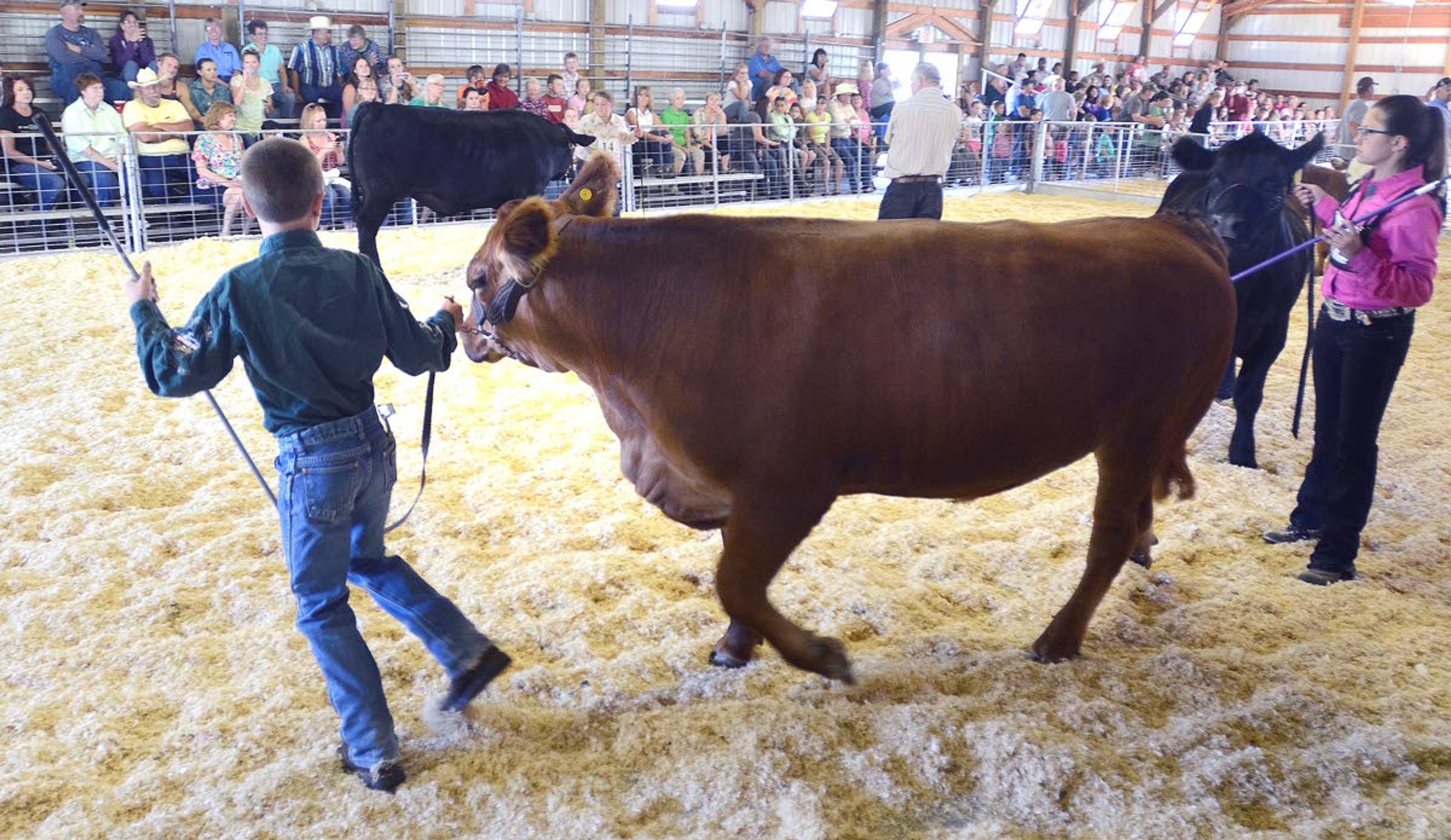 The Idaho County Fair gets underway this week at the fairgrounds in Cottonwood. Idaho County has one of the largest 4-H programs in northern Idaho, with 233 youths currently enrolled for market livestock projects, up from 195 last year.