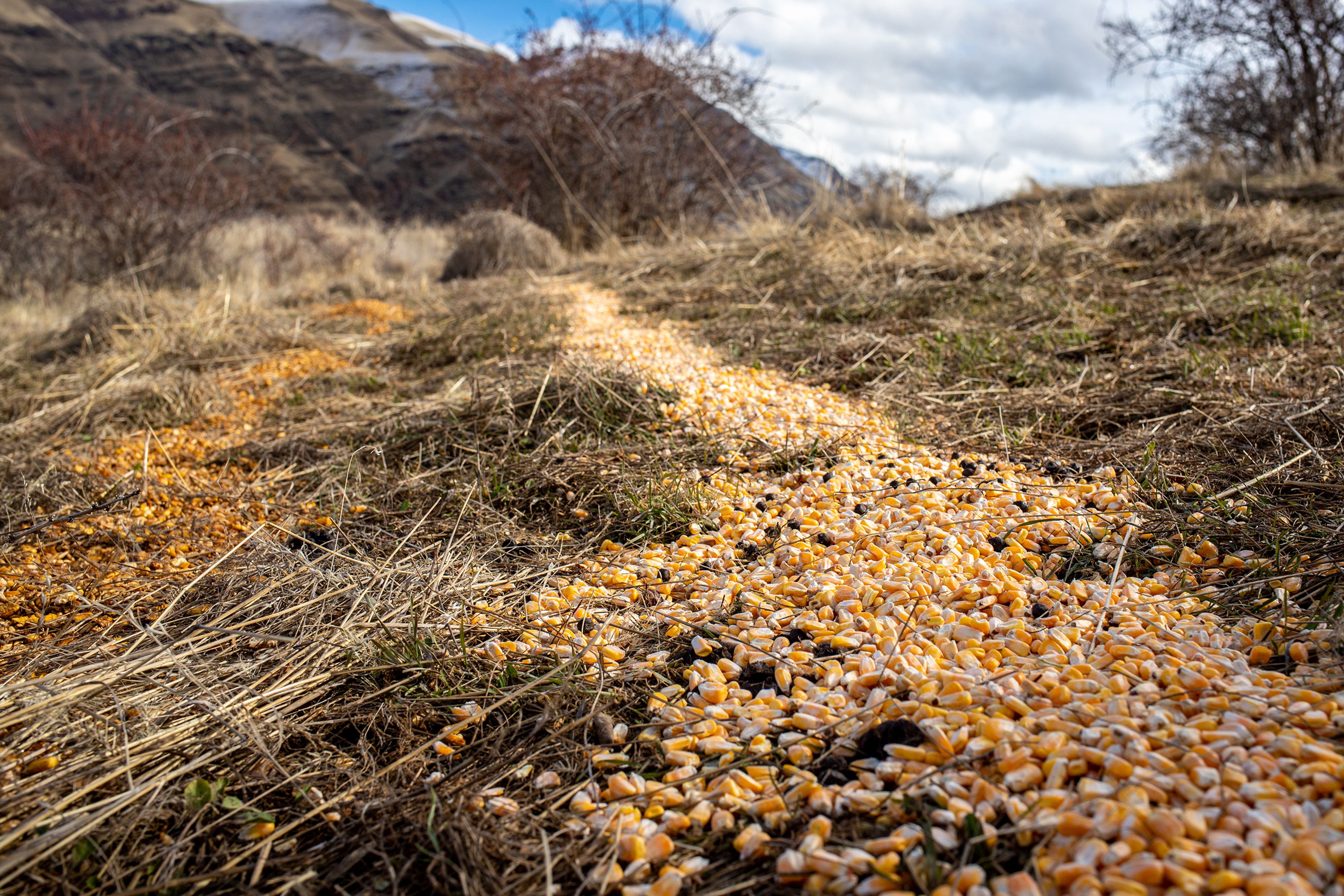 A trail of feed sits atop of hill to attract deer Monday in Nut Basin near White Bird where the Idaho Fish and Game. A hunter will wait for deer to approach this spot where the animals can safely be culled with a rifle.