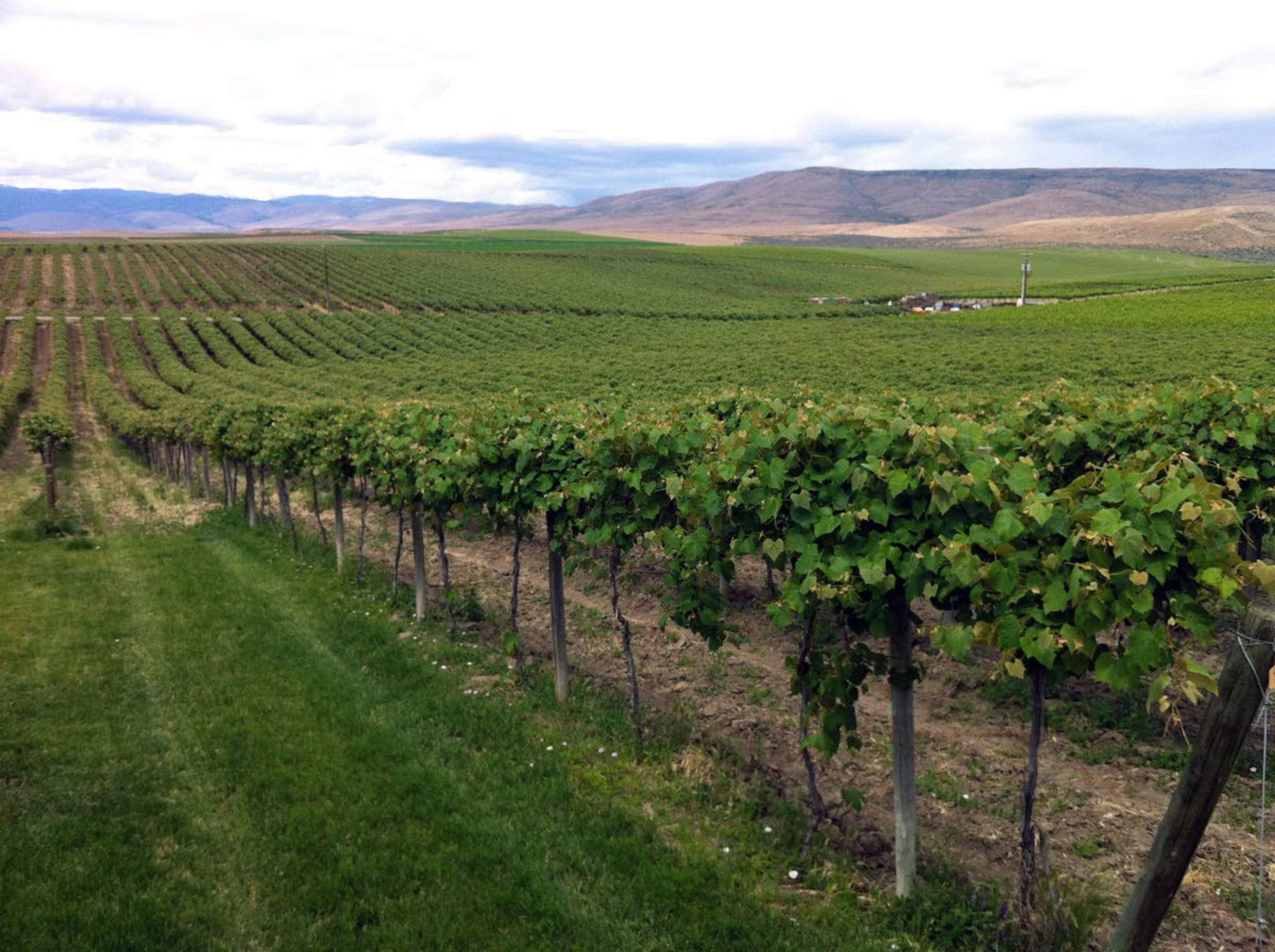 A photo of the Red Willow Vineyard, located in in the Washington wine region of the Yakima Valley.