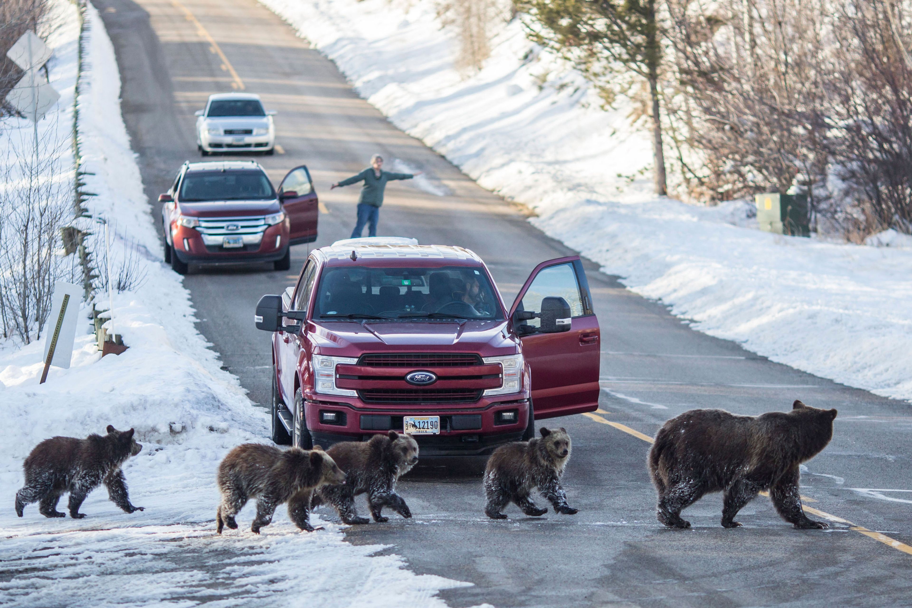 FILE - Grizzly bear No. 399 and her four cubs cross a road as Cindy Campbell stops traffic in Jackson Hole, Wyo., on Nov. 17, 2020. (Ryan Dorgan/Jackson Hole News & Guide via AP, File)