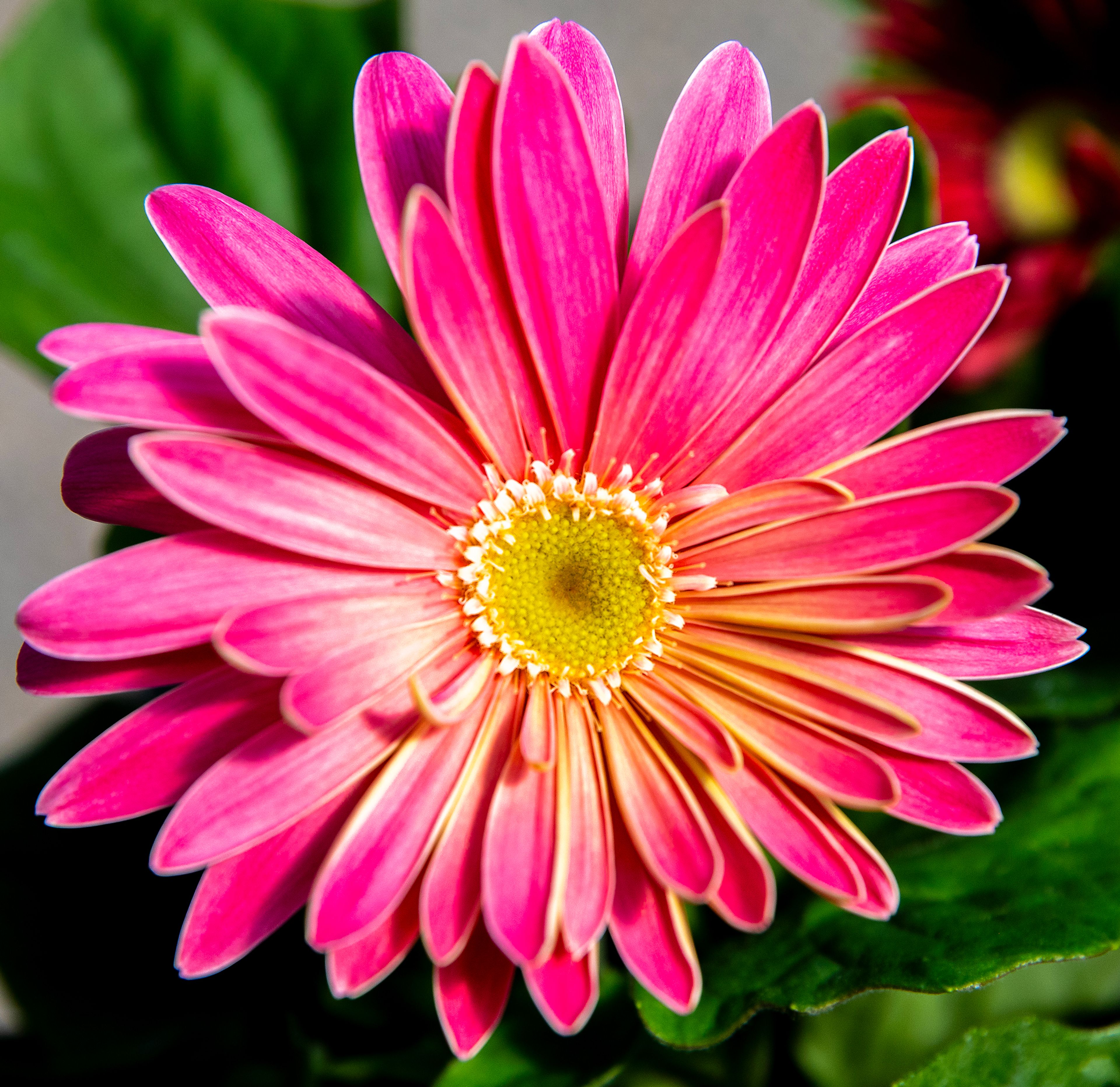 Cerebra Jaguar mix of flowers bloom Saturday at Patt’s Garden Center in Clarkston.