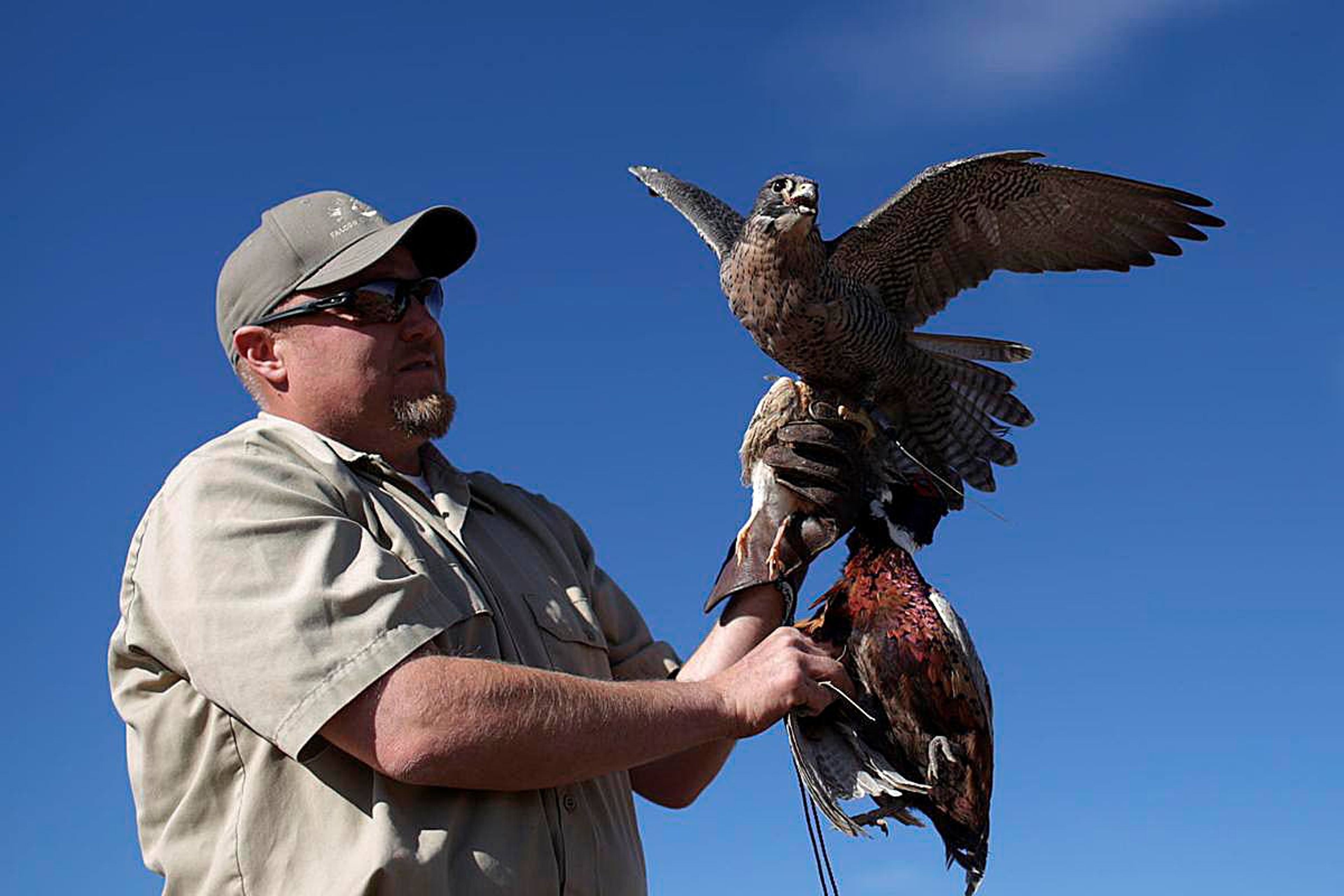 Kenley Christensen prepares to put his gyr peregrine hybrid falcon away after flying it to hunt a rooster pheasant during the annual Idaho Falconers Association meeting recently in Arco, Idaho.