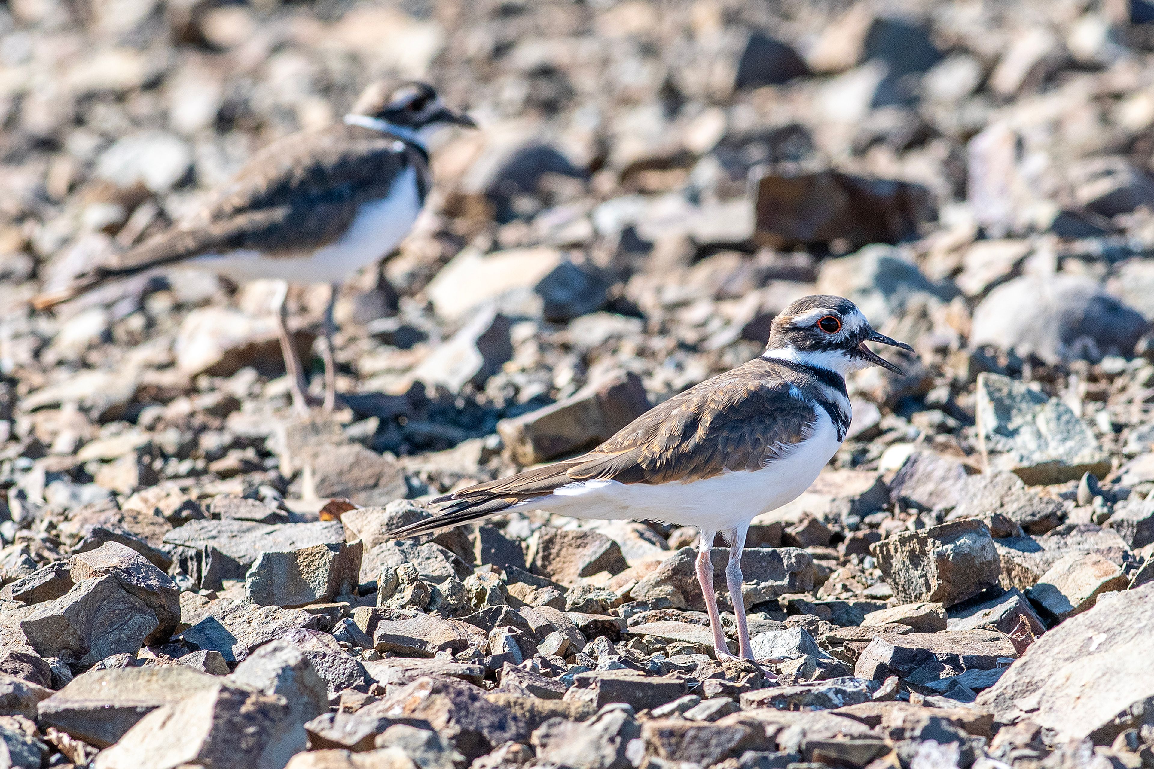 Killdeer stand in the rocks Tuesday near the Asotin County Landfill in Clarkston.