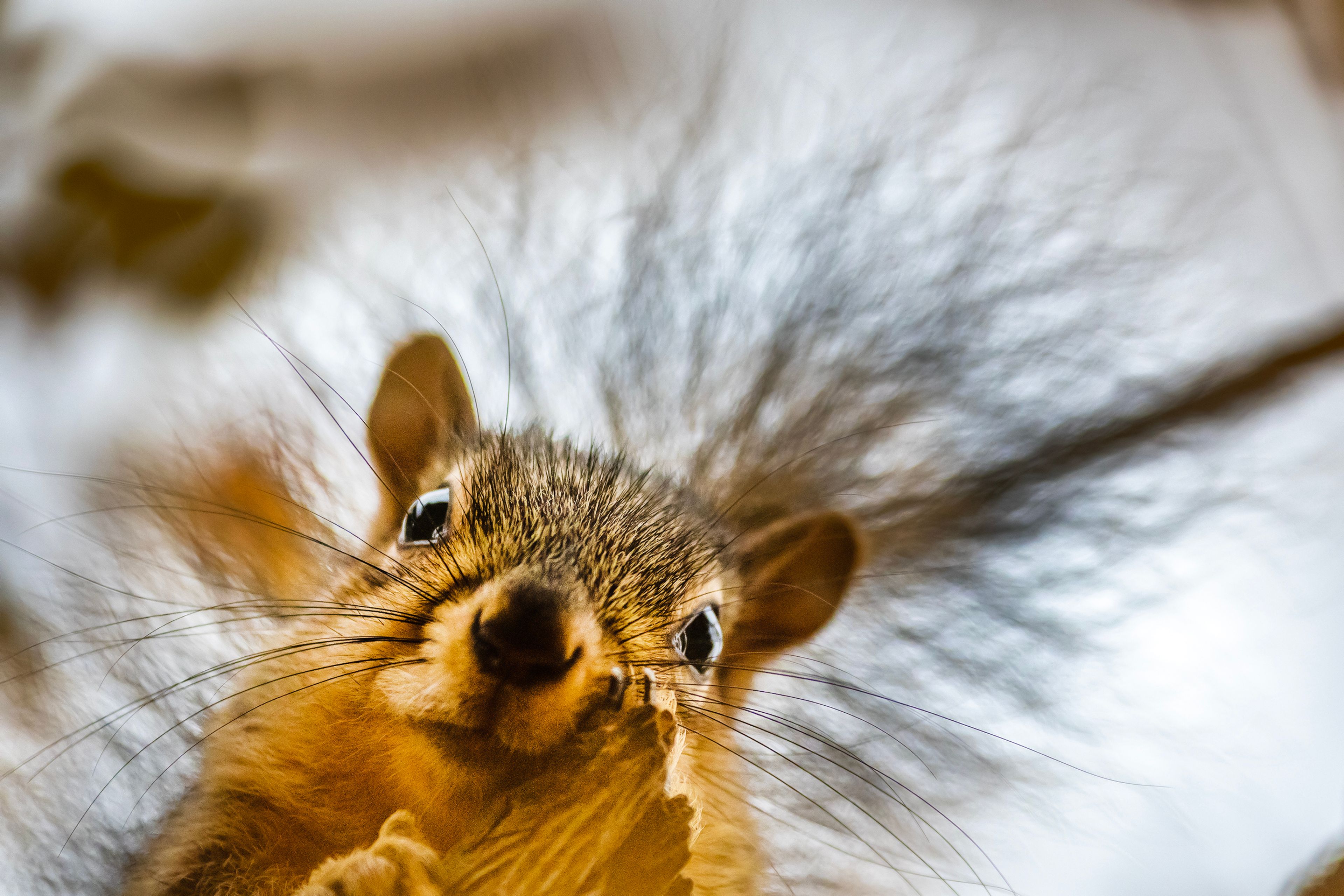 PHOTOS: The not-so-secret lives of squirrels