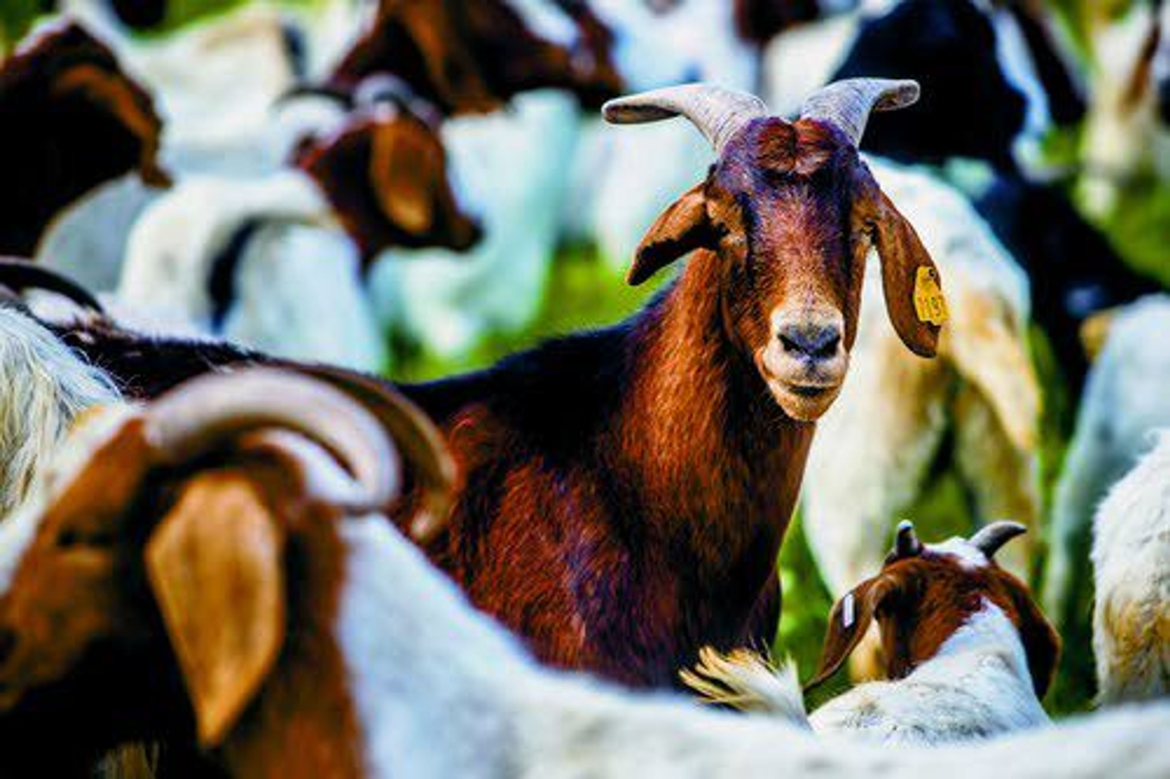 Rains increase S. California's demand for goat grazing services