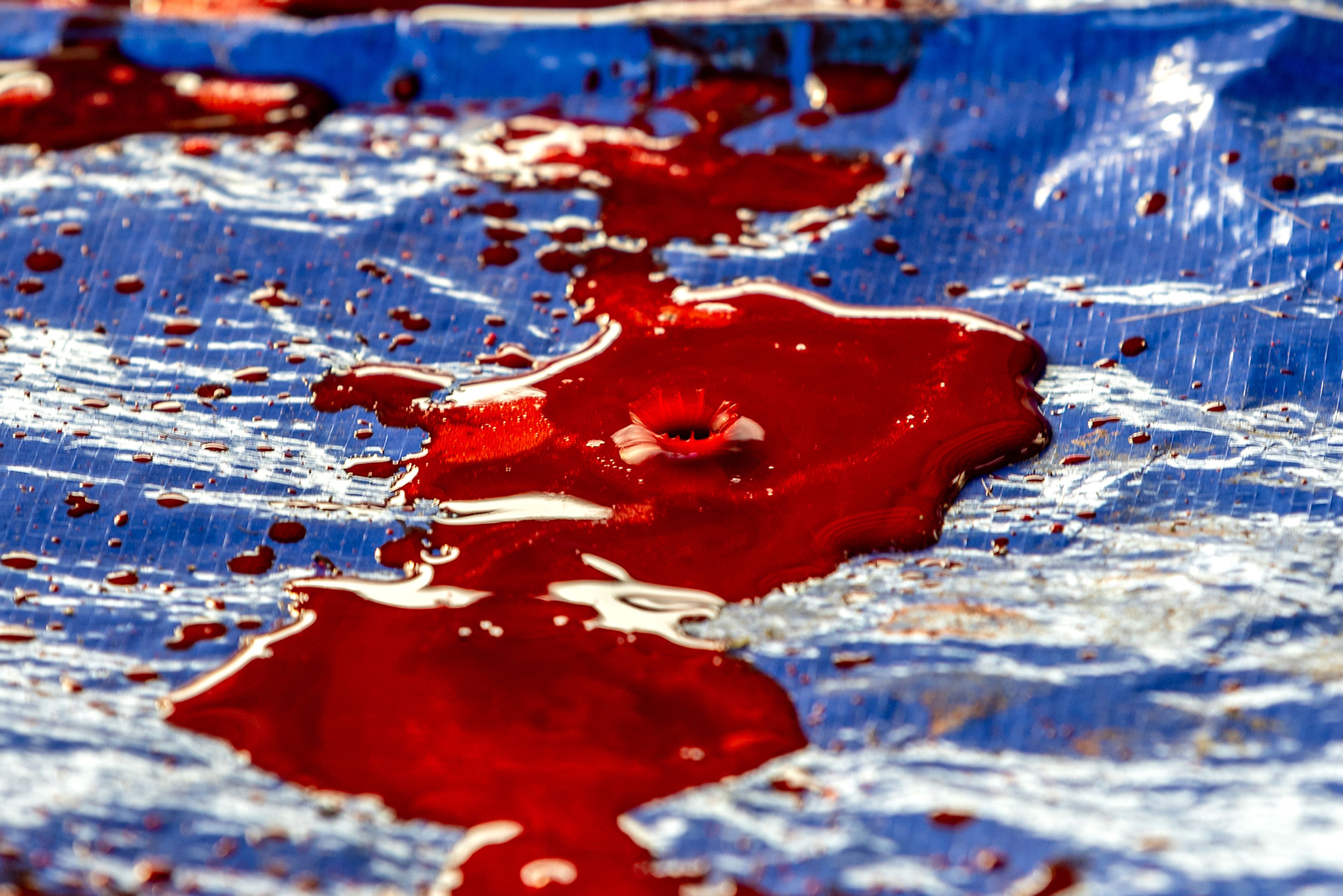 Deer blood drips off a table onto a tarp where the animal carcasses are being flayed Monday at the US Slate Creek Ranger Station in White Bird.